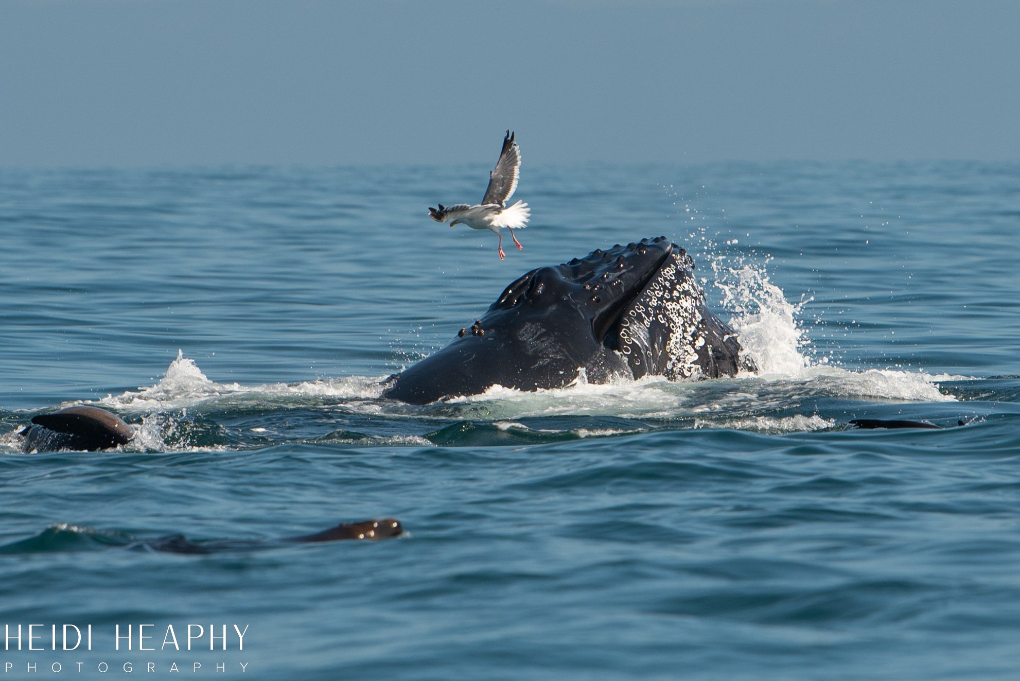 Oregon Coast Photographer, California Photographer, Whales, Humpback whales_26.jpg