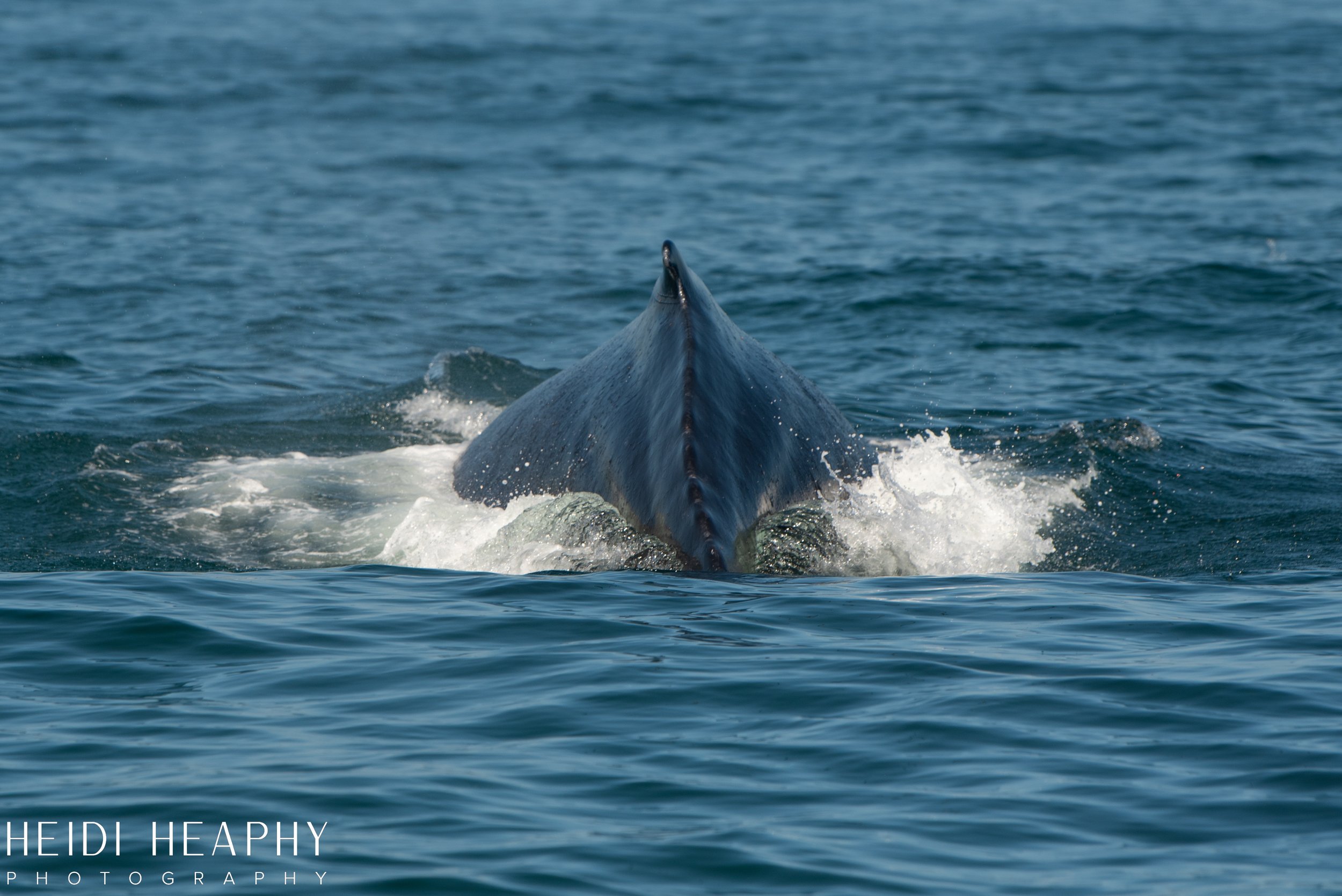 Oregon Coast Photographer, California Photographer, Whales, Humpback whales_27.jpg
