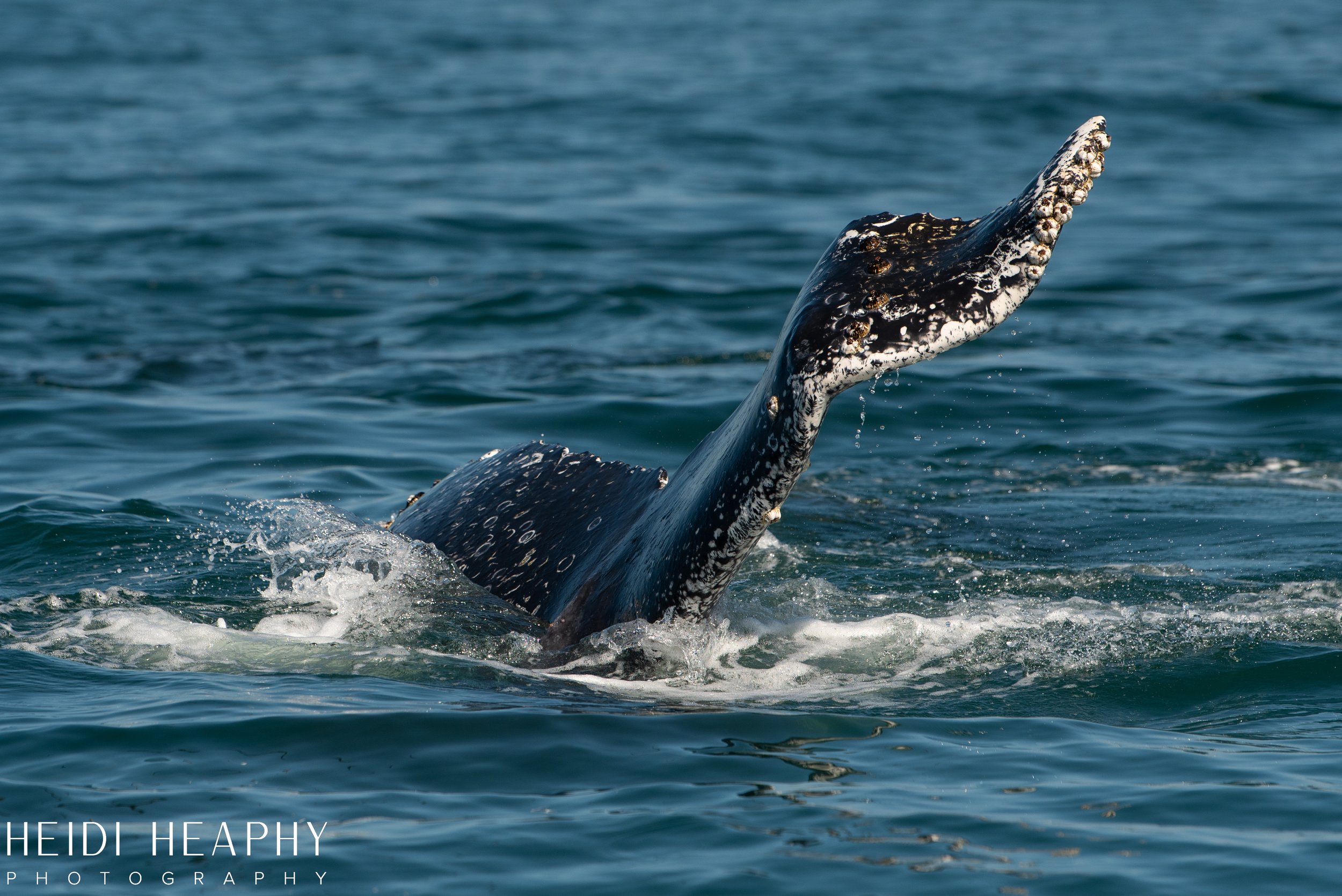 Oregon Coast Photographer, California Photographer, Whales, Humpback whales_29.jpg