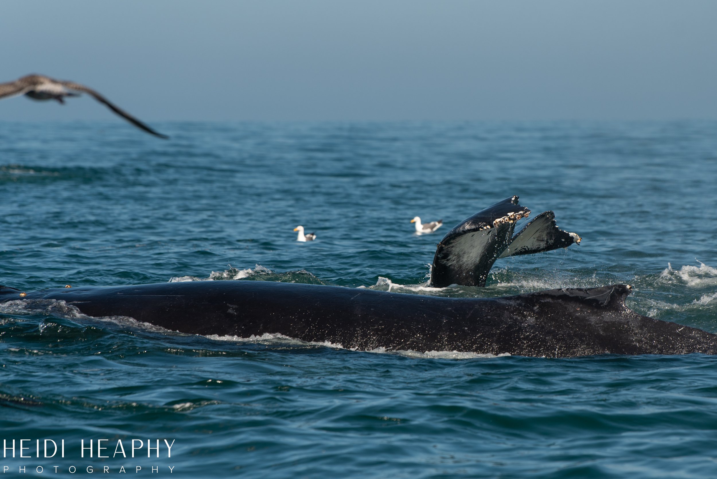 Oregon Coast Photographer, California Photographer, Whales, Humpback whales_30.jpg