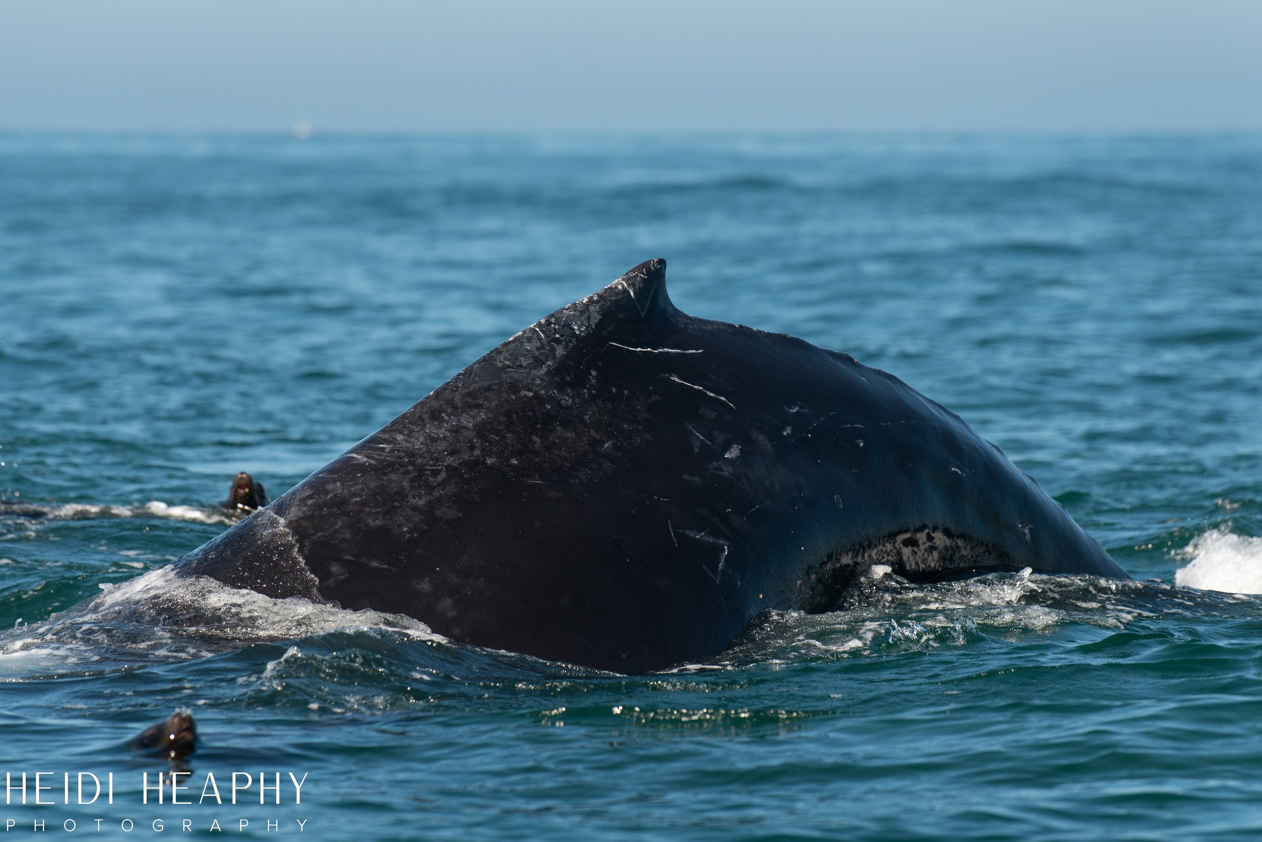 Oregon Coast Photographer, California Photographer, Whales, Humpback whales_32.jpg