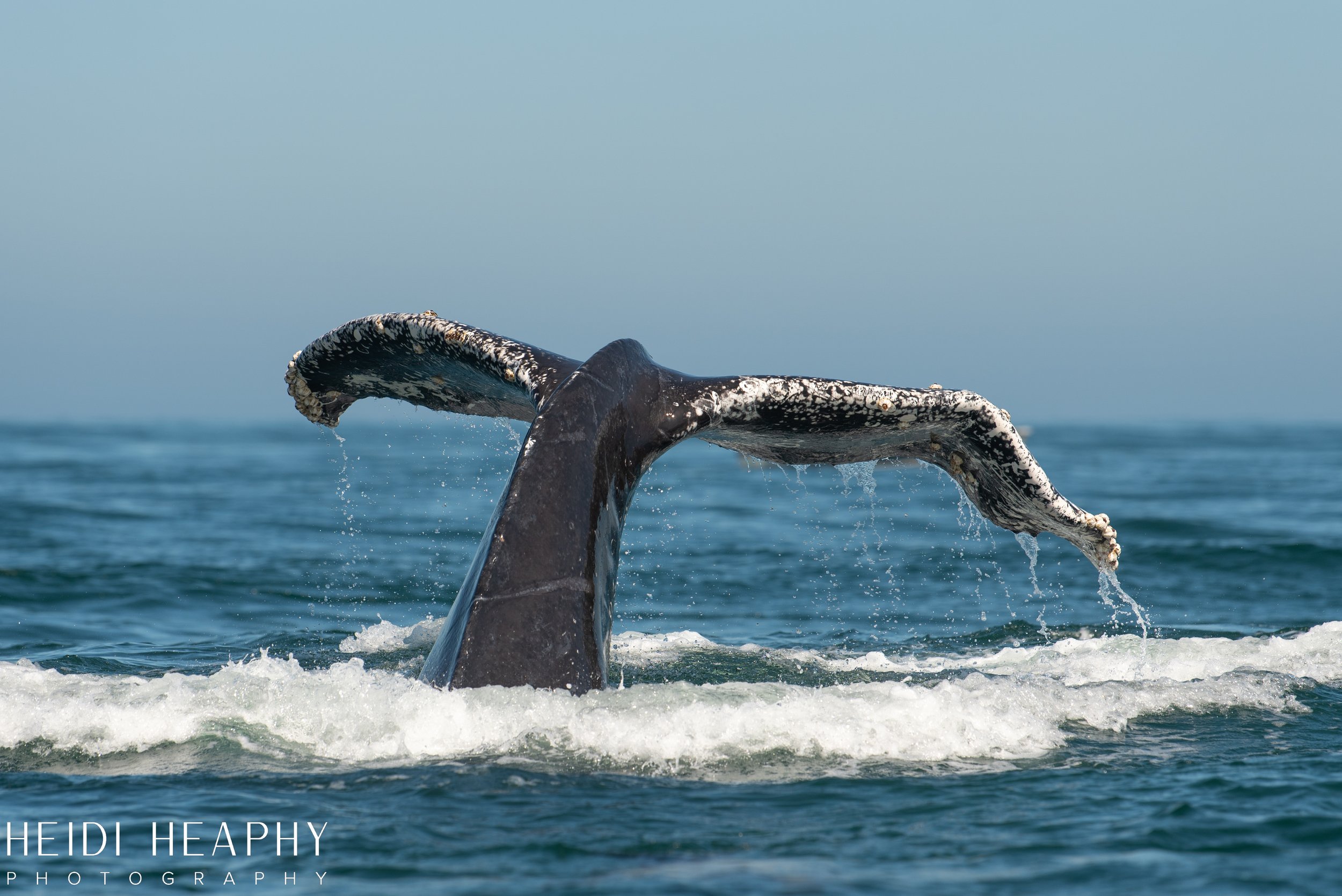 Oregon Coast Photographer, California Photographer, Whales, Humpback whales_34.jpg