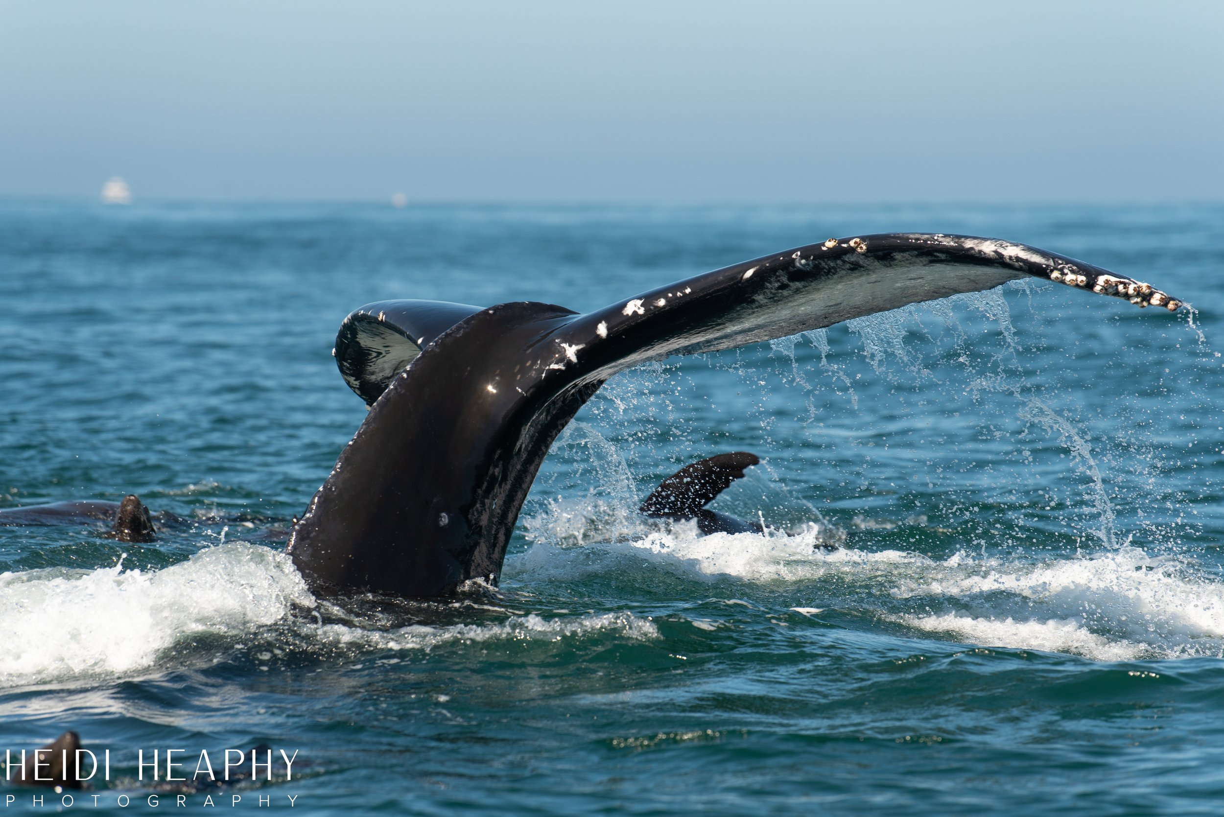 Oregon Coast Photographer, California Photographer, Whales, Humpback whales_33.jpg