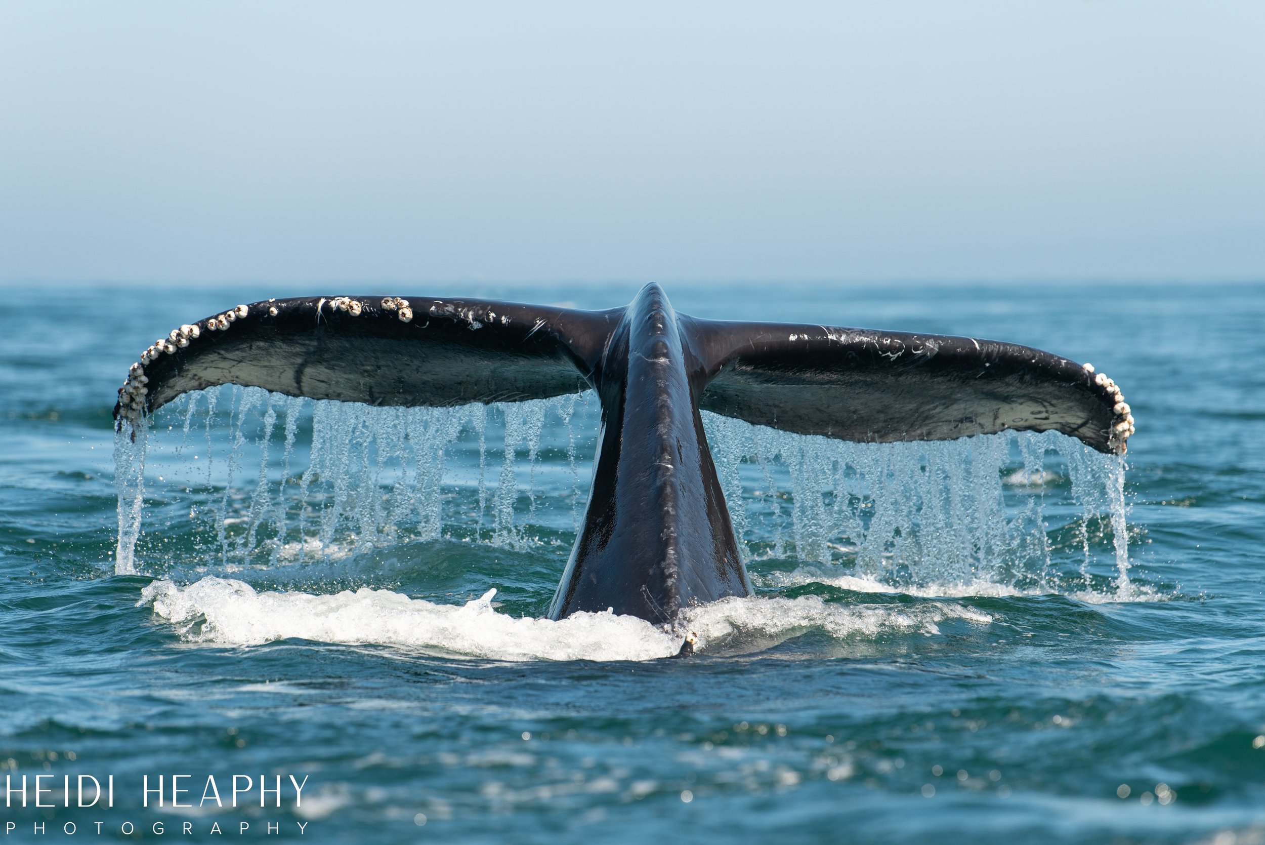 Oregon Coast Photographer, California Photographer, Whales, Humpback whales_35.jpg