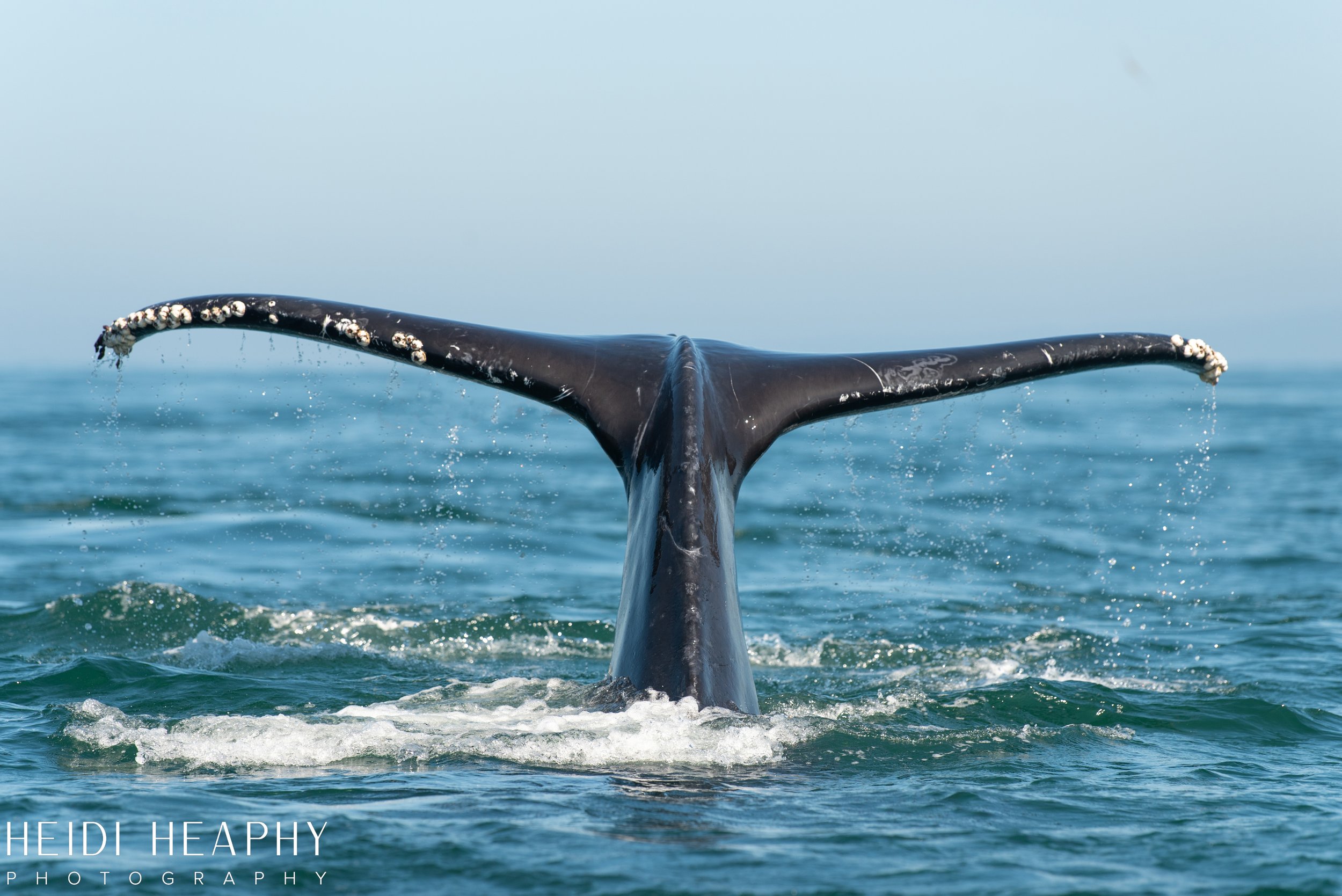 Oregon Coast Photographer, California Photographer, Whales, Humpback whales_36.jpg