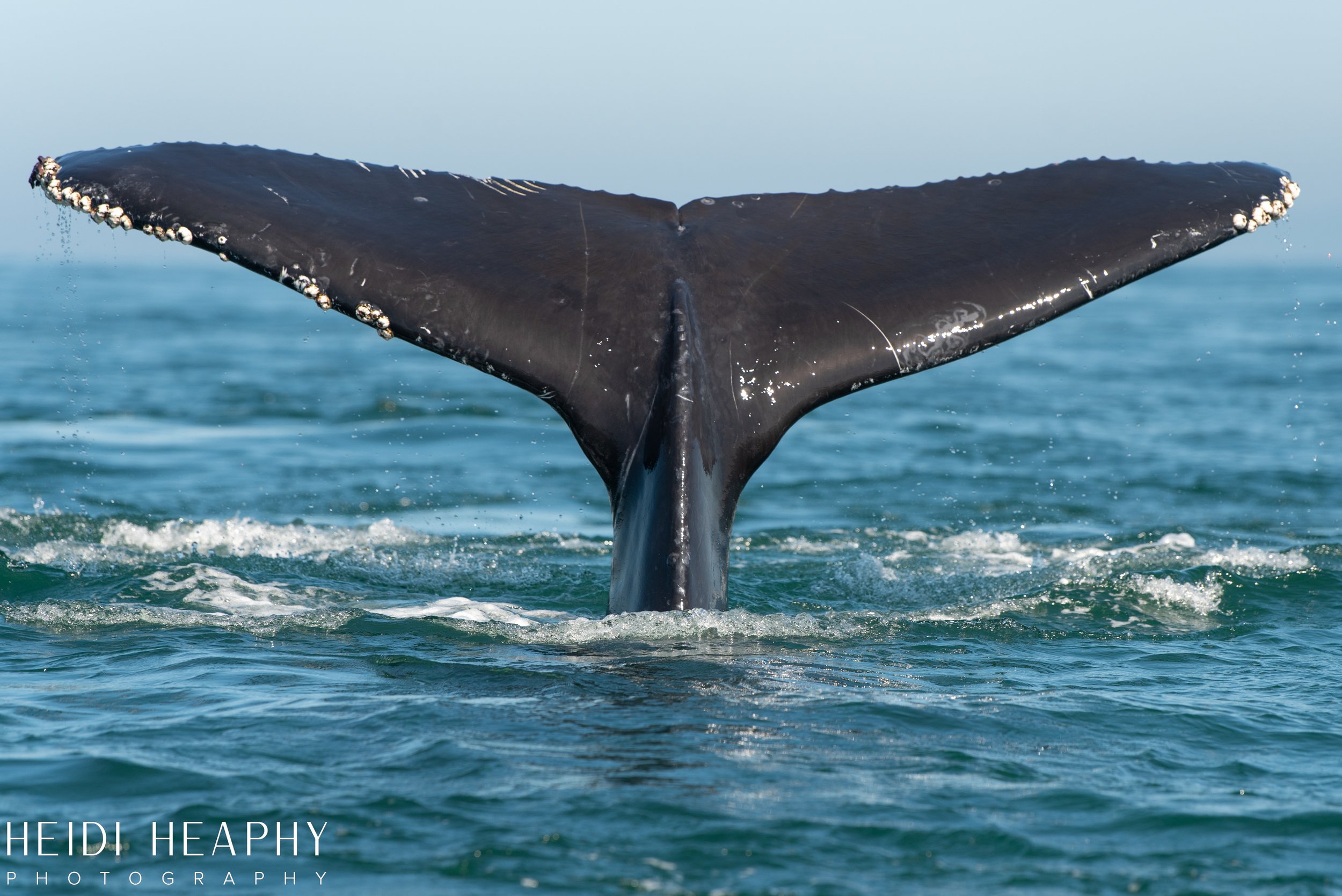 Oregon Coast Photographer, California Photographer, Whales, Humpback whales_37.jpg