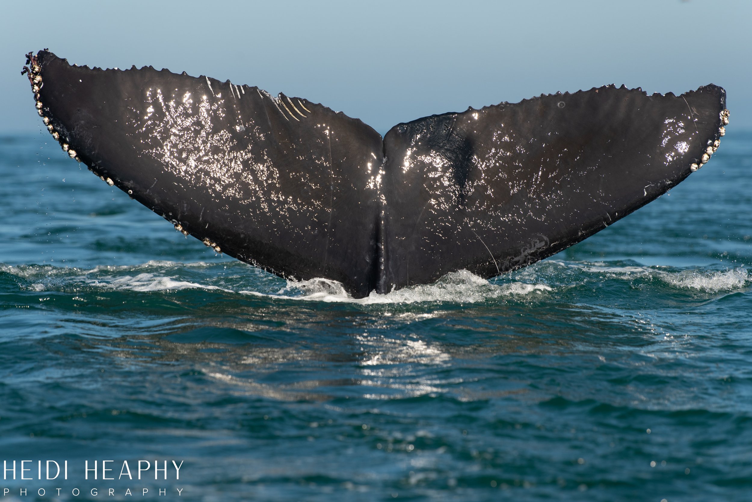 Oregon Coast Photographer, California Photographer, Whales, Humpback whales_38.jpg