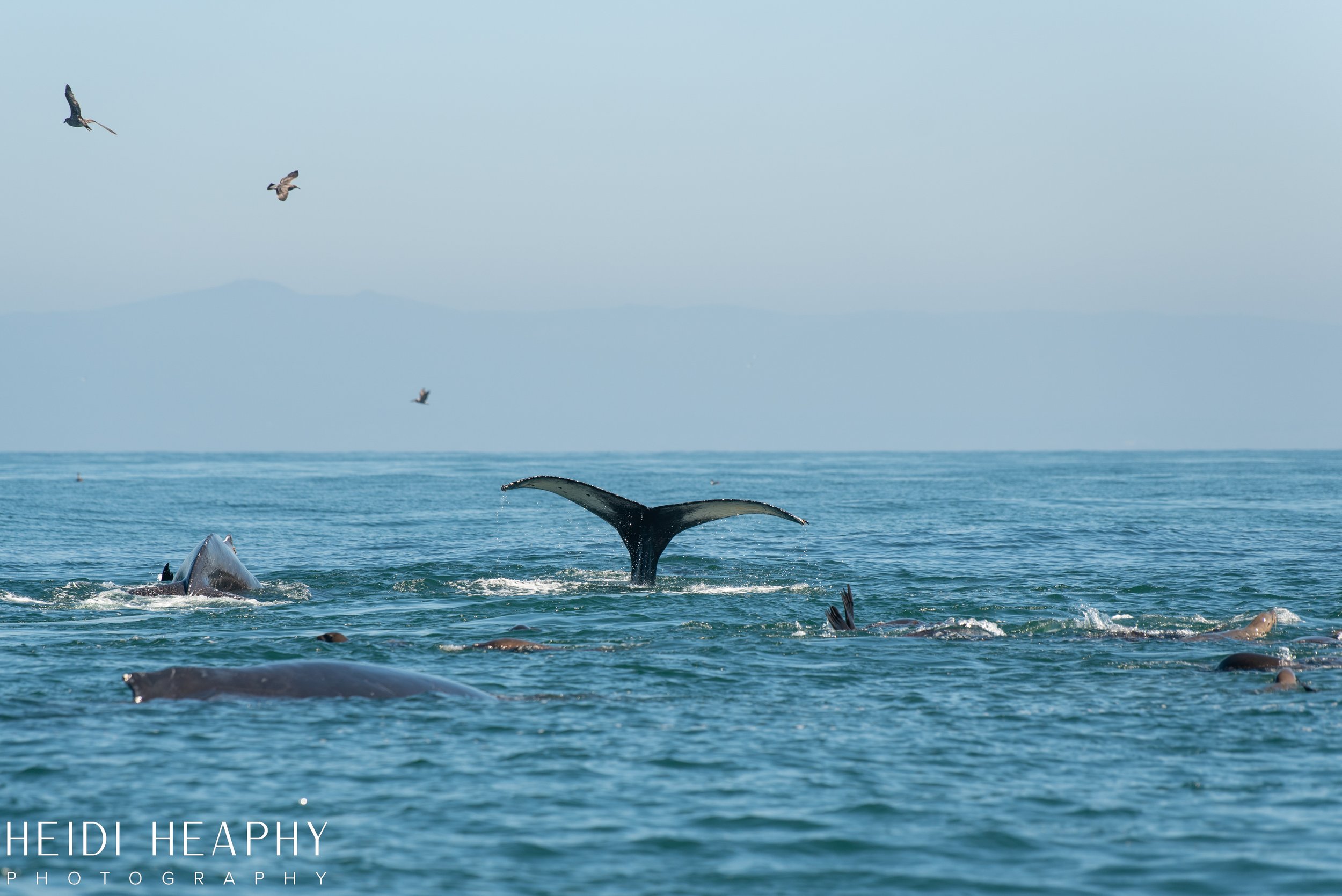 Oregon Coast Photographer, California Photographer, Whales, Humpback whales_41.jpg