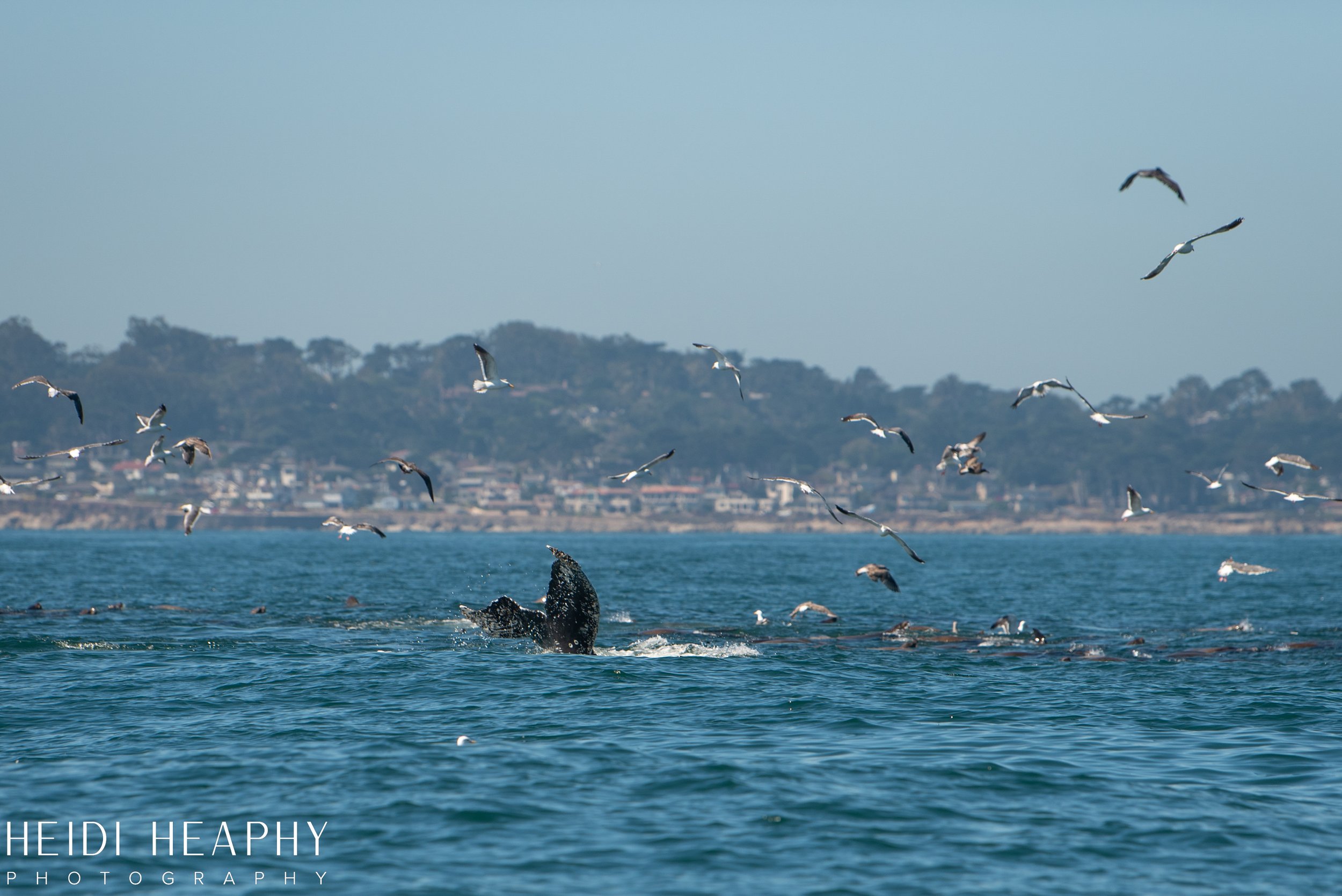 Oregon Coast Photographer, California Photographer, Whales, Humpback whales_42.jpg