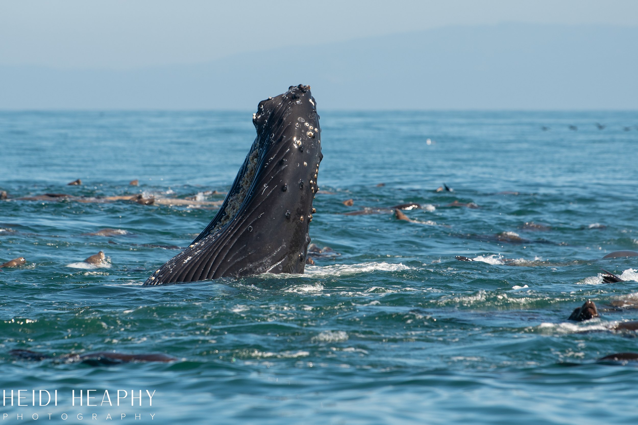Oregon Coast Photographer, California Photographer, Whales, Humpback whales_40.jpg