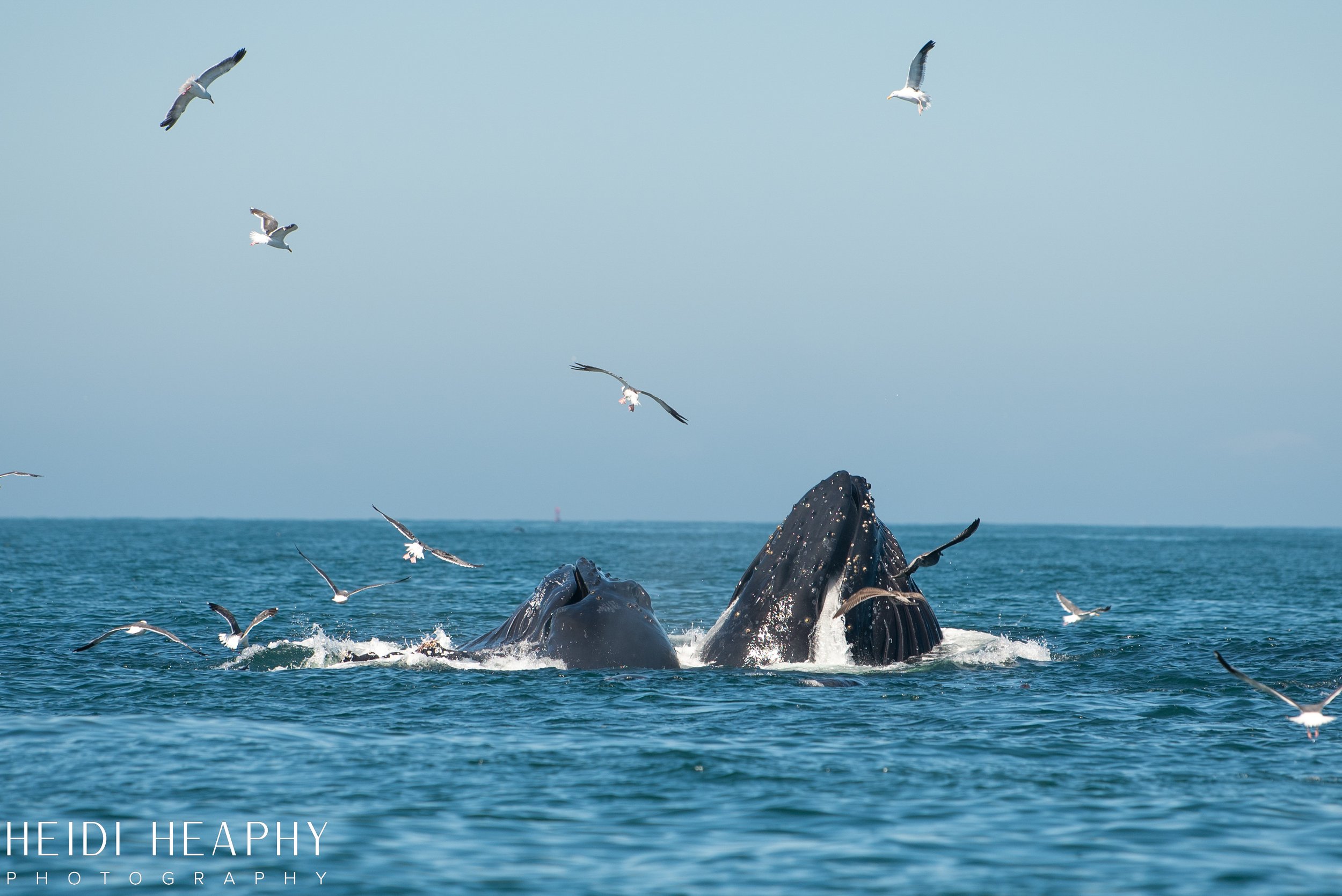 Oregon Coast Photographer, California Photographer, Whales, Humpback whales_43.jpg