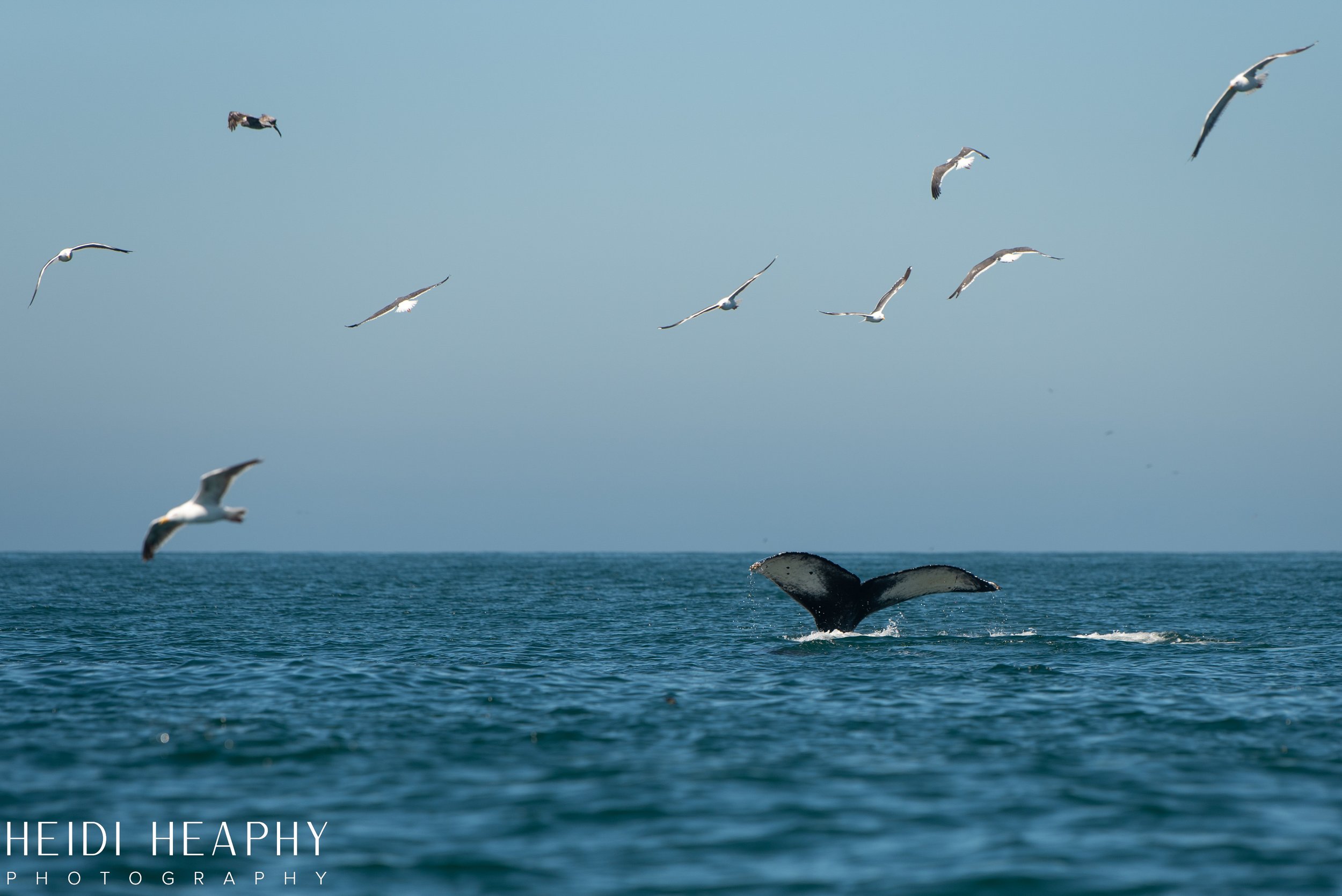 Oregon Coast Photographer, California Photographer, Whales, Humpback whales_46.jpg