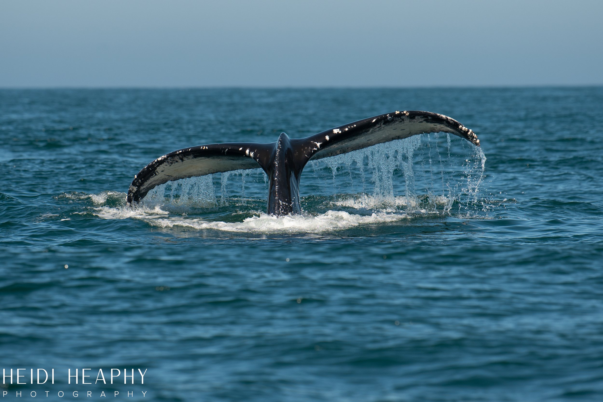Oregon Coast Photographer, California Photographer, Whales, Humpback whales_47.jpg
