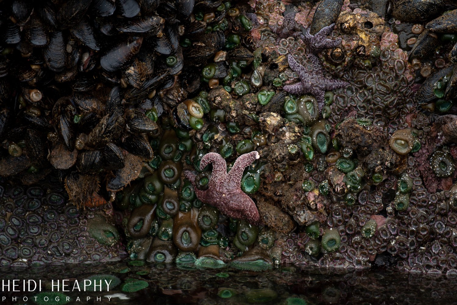 Oregon Coast Photographer, Oregon Coast, Cannon Beach Photographer, Oregon Coast Family, Low Tide Oregon Coast, Arcadia Beach_24.jpg