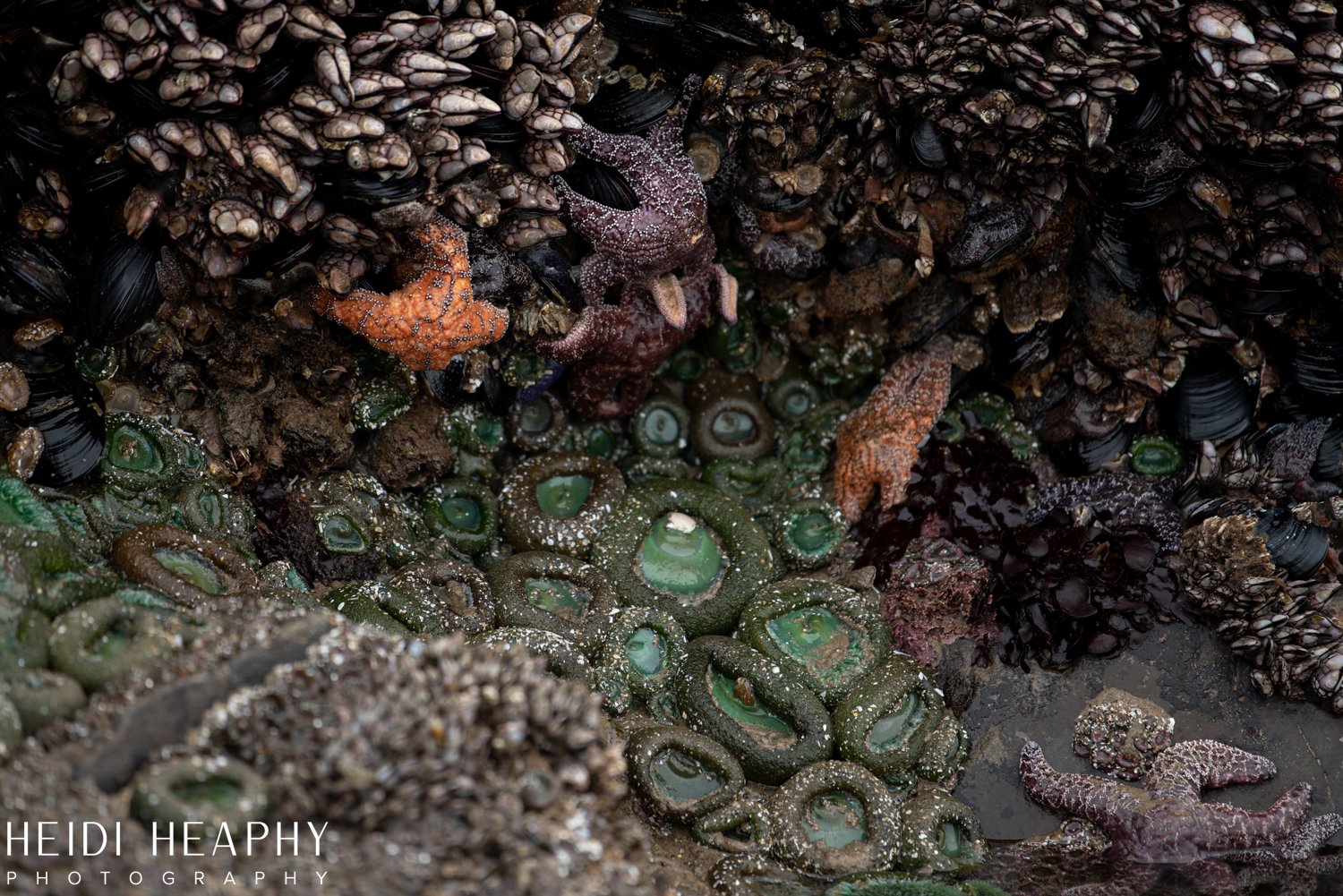 Oregon Coast Photographer, Oregon Coast, Cannon Beach Photographer, Oregon Coast Family, Low Tide Oregon Coast, Arcadia Beach_30.jpg