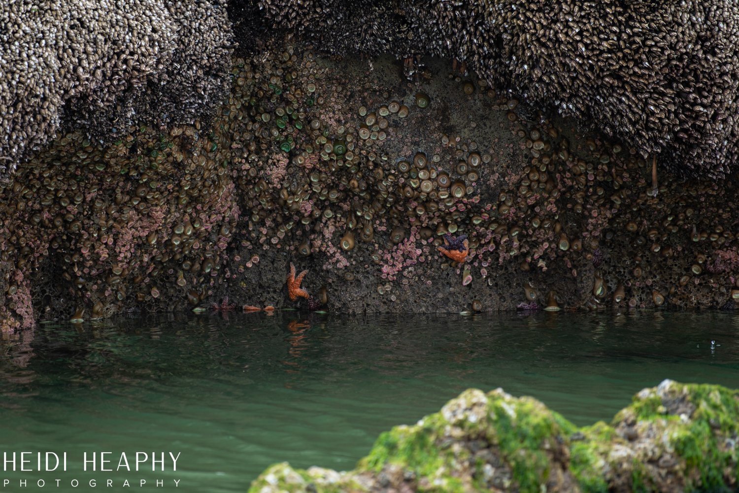 Oregon Coast Photographer, Oregon Coast, Cannon Beach Photographer, Oregon Coast Family, Low Tide Oregon Coast, Arcadia Beach_51.jpg