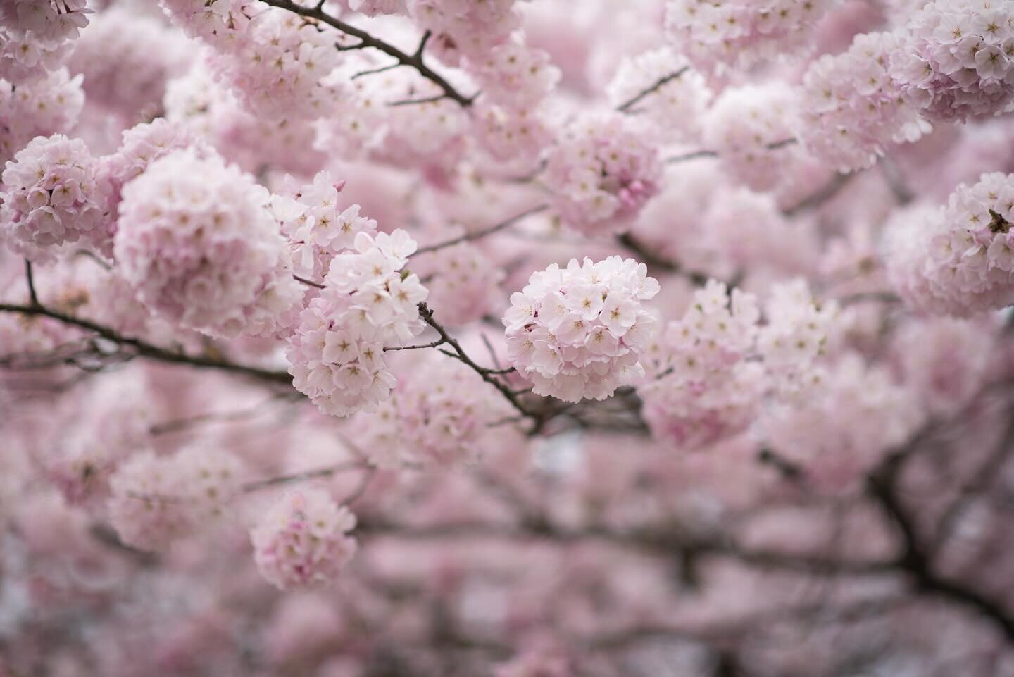 It&rsquo;s cherry blossom time! I&rsquo;m excited to go back to the waterfront later this week. There are lots of blossoming trees in Hillsboro if anyone local wants to meet me in the beautiful blooms. 🌸