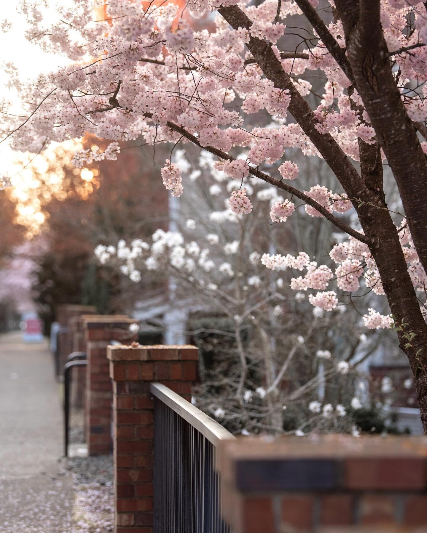 Happy first day of spring! 🌸