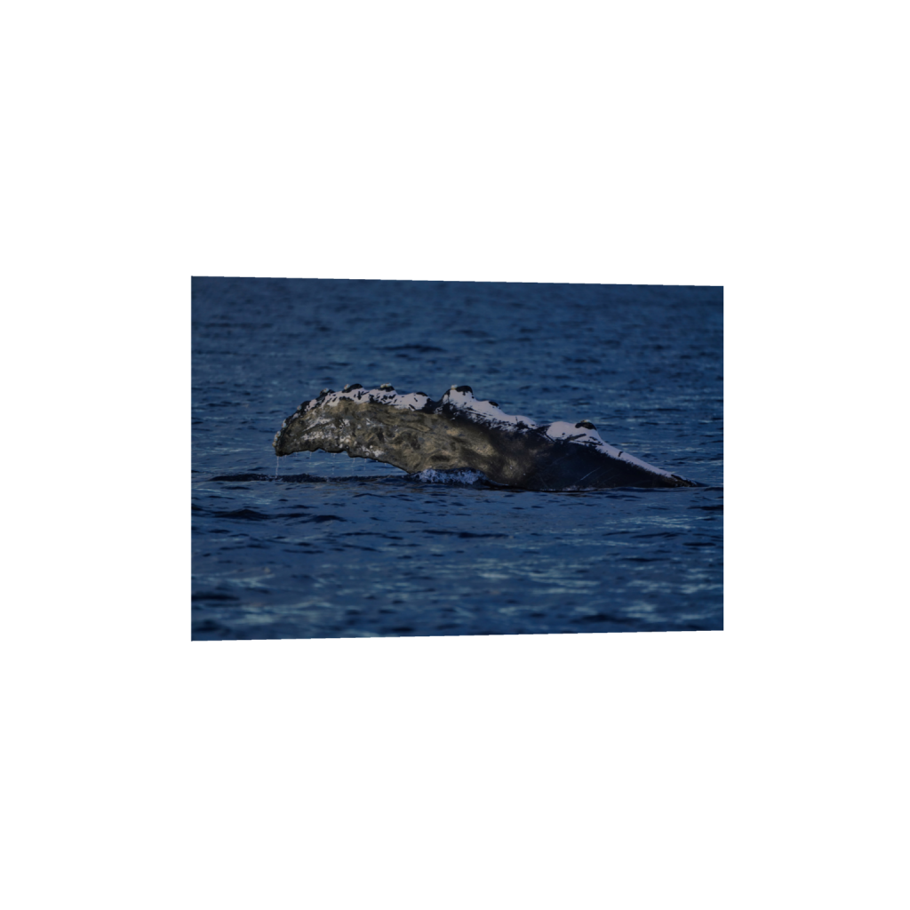 ptq_1_3_0_1_7952_5301_0_false_ffffff_0_0_.png