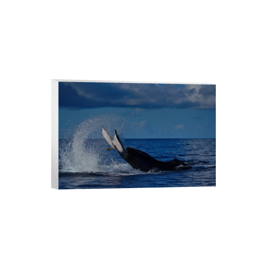 ptq_7_3_0_1_7952_5301_0_false_ffffff_0_0_.png