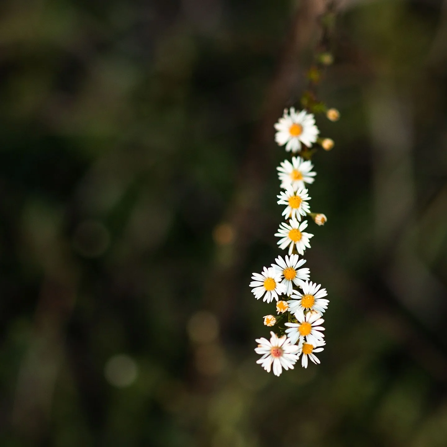 As I was walking my clients to our spot for their session last Sunday I couldn&rsquo;t help but take a second to capture this one row of wildflowers in a sea of green grass. 

&ldquo;Consider how the wild flowers grow. They do not labor or spin. Yet 