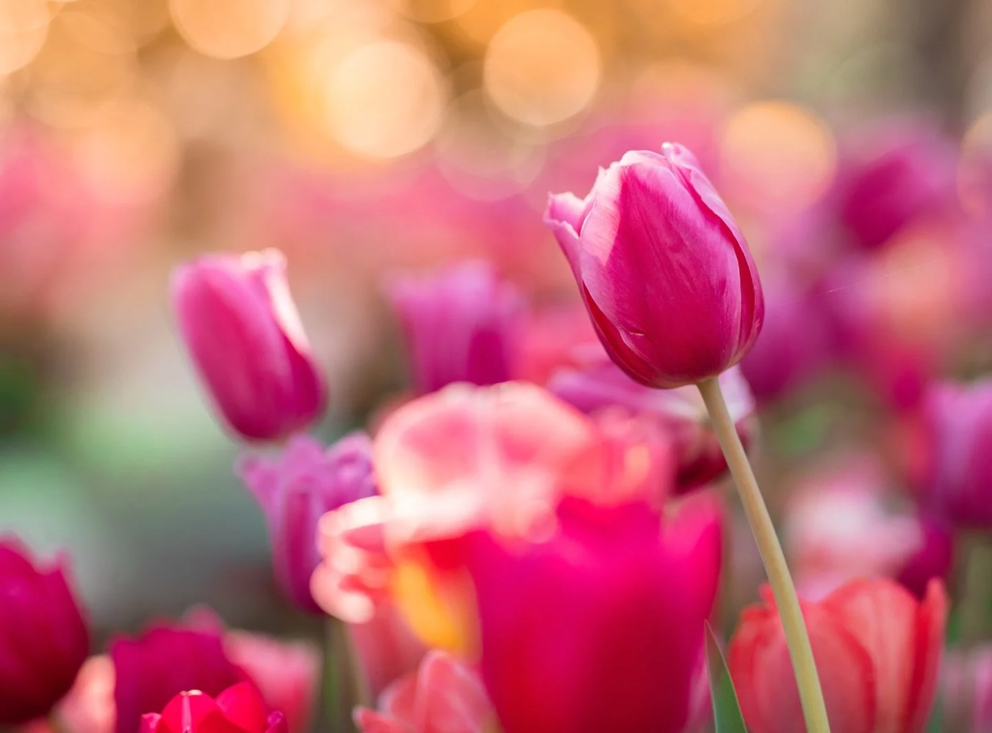 This song has been on repeat at our house this Holy Week as we prepare our hearts for Good Friday and Easter Sunday! It takes you through the whole gospel story. This tulip field and this image remind me of the new life that we have in Jesus. Happy E