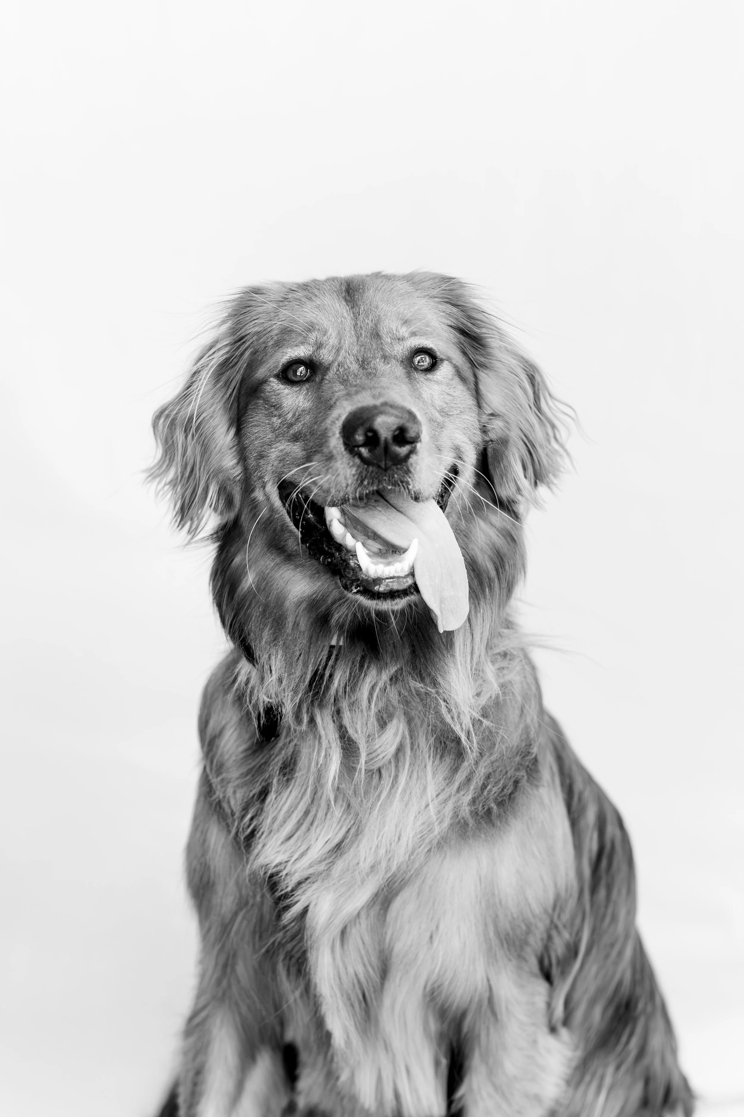 Black and white personality mini sessions Memphis, Germantown, Collierville, Tennessee, silly, fun, joyful, relaxed, photography, family photography, animal photography, dog photographer