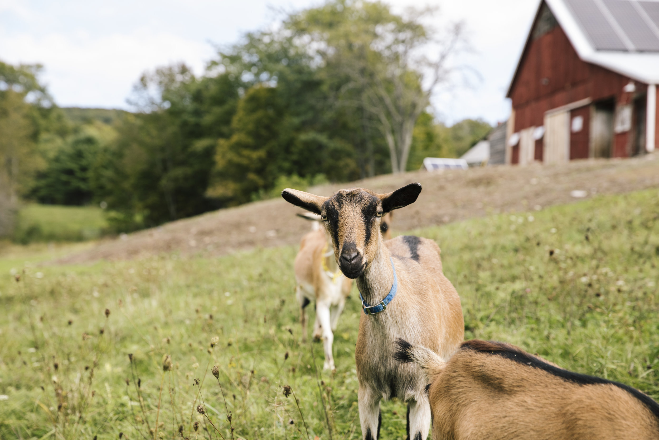 Echo Farm — Farmstead Catering