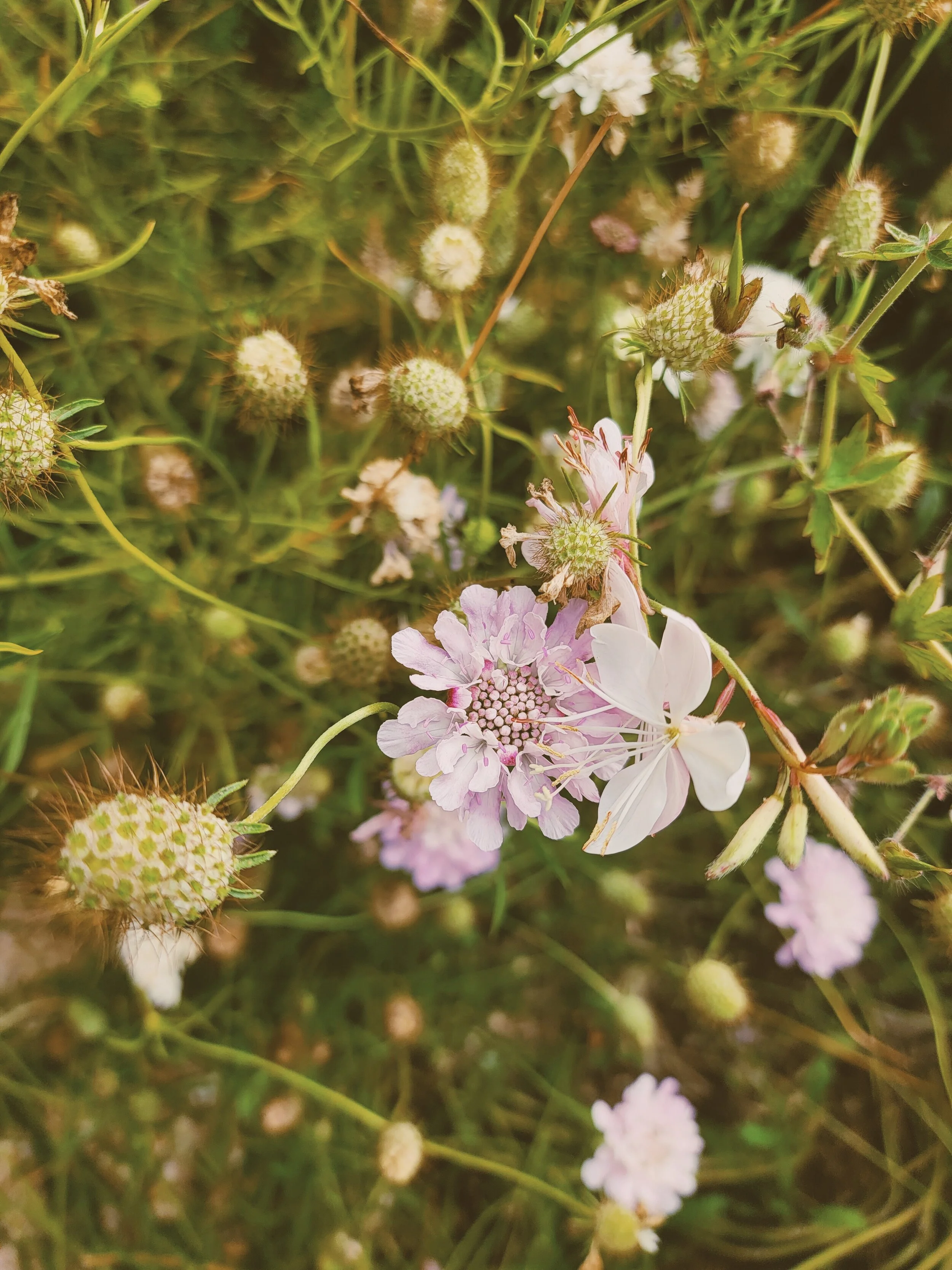 ** SOLD OUT ** Starting flowers from seed @ Gather