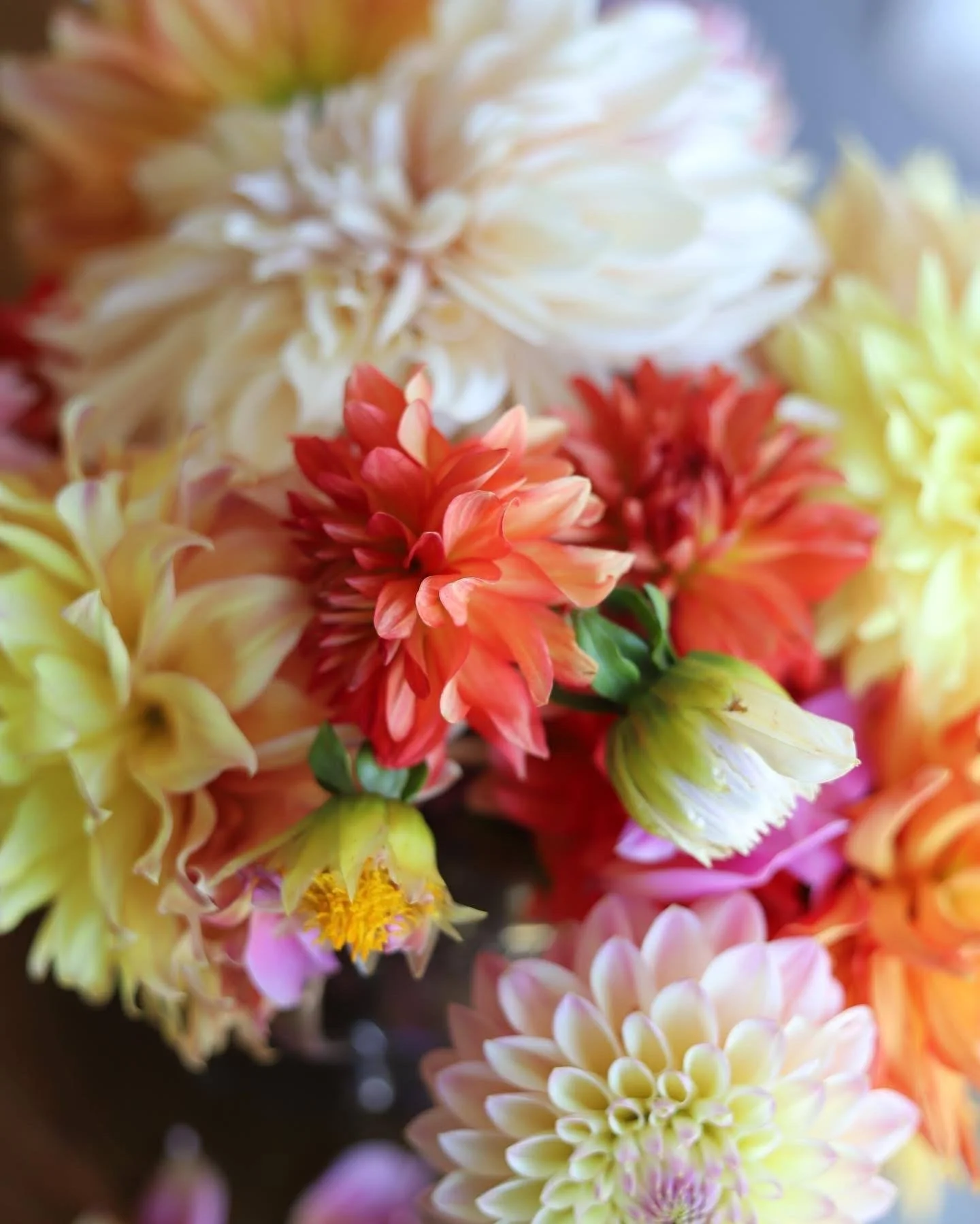 Delightful Dahlias