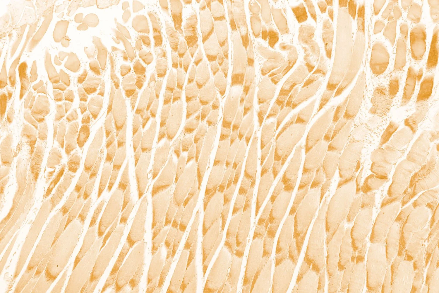 Closeup, microscopic view of muscle and fascia cells