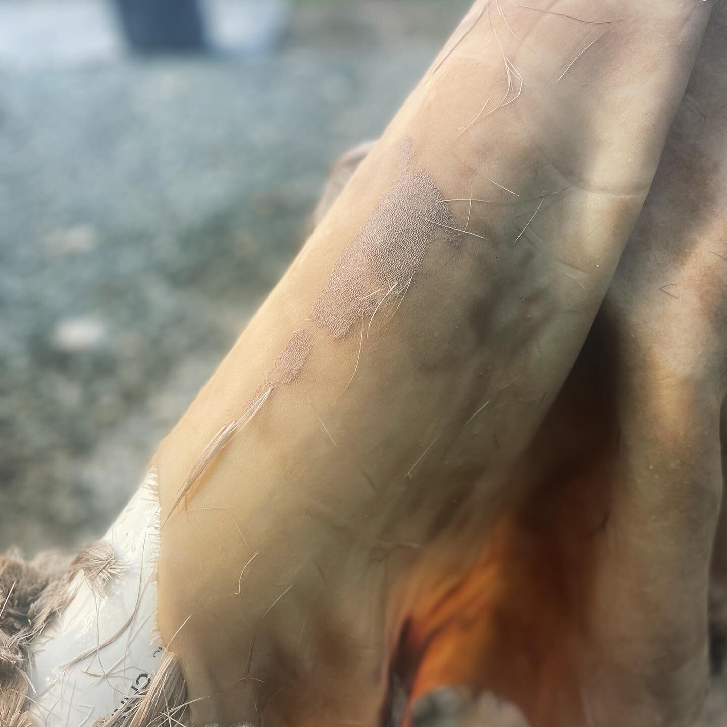 Grain + epidermis: I sometimes hear people use these terms interchangeably, but one &ne; the other 

This is a deer hide I&rsquo;m scraping, leaving the grain intact to make rawhide.  That grey fluff on the surface is the epidermis, a super thin coat