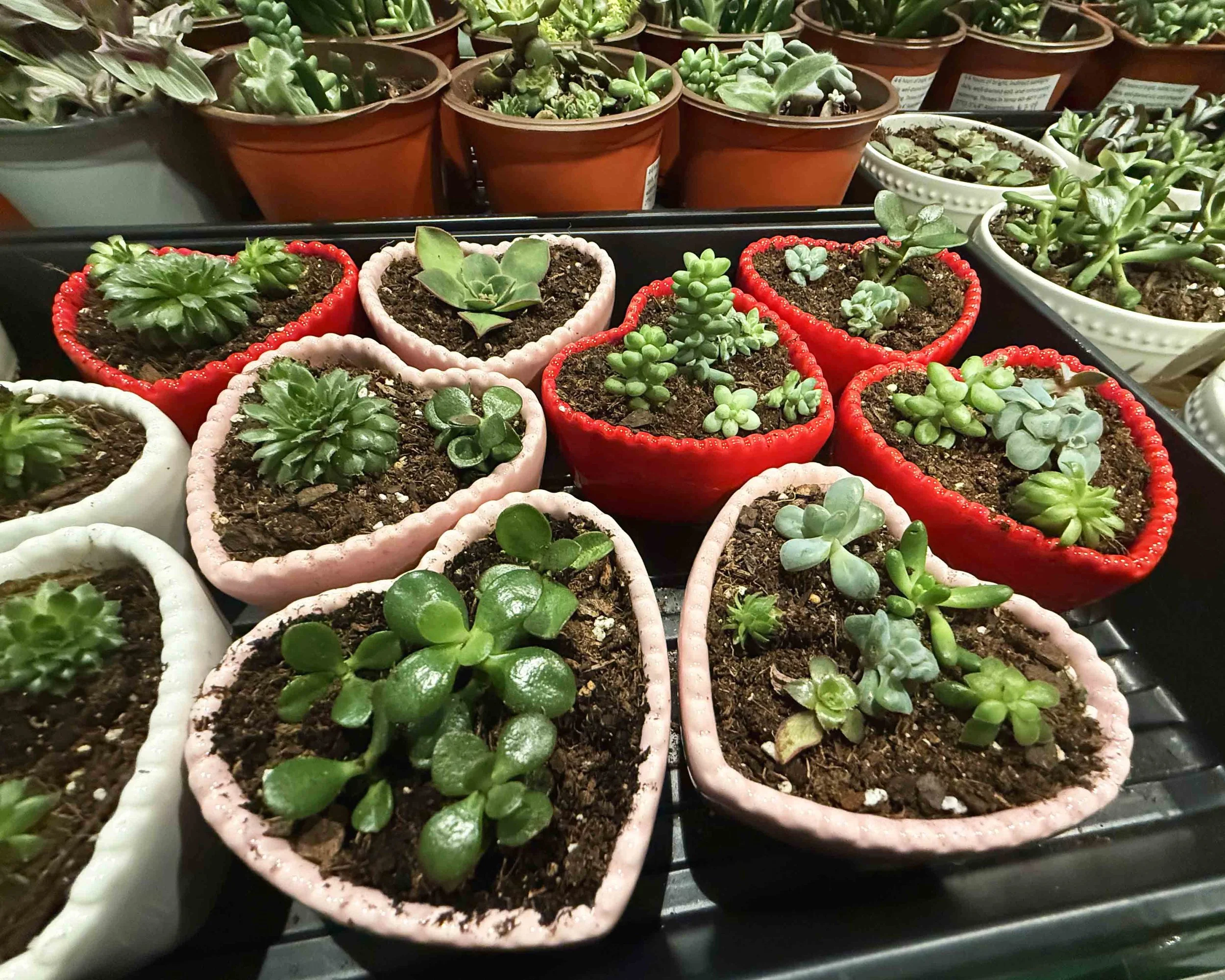 WINTER FARMERS MARKET (10).jpg