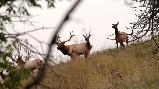 Tips for Hunting Elk with Decoys