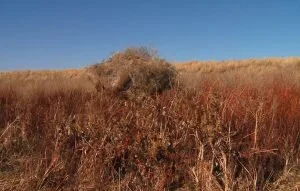 Tips for Hunting from a Groud Blind