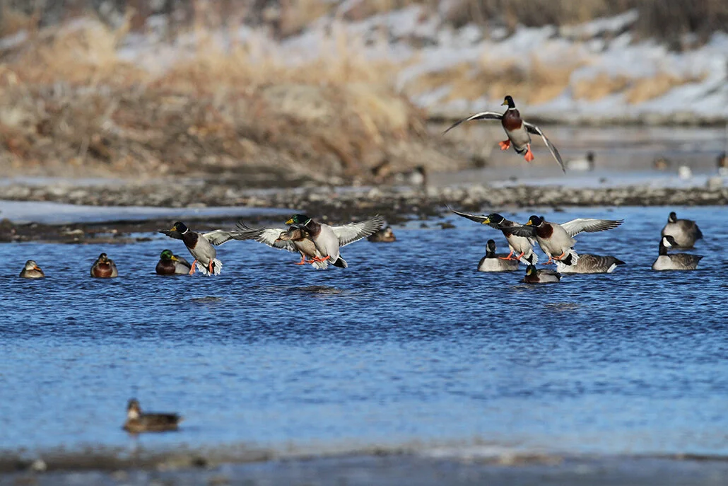 A Waterfowler's Dream - Blind Side Ammunition