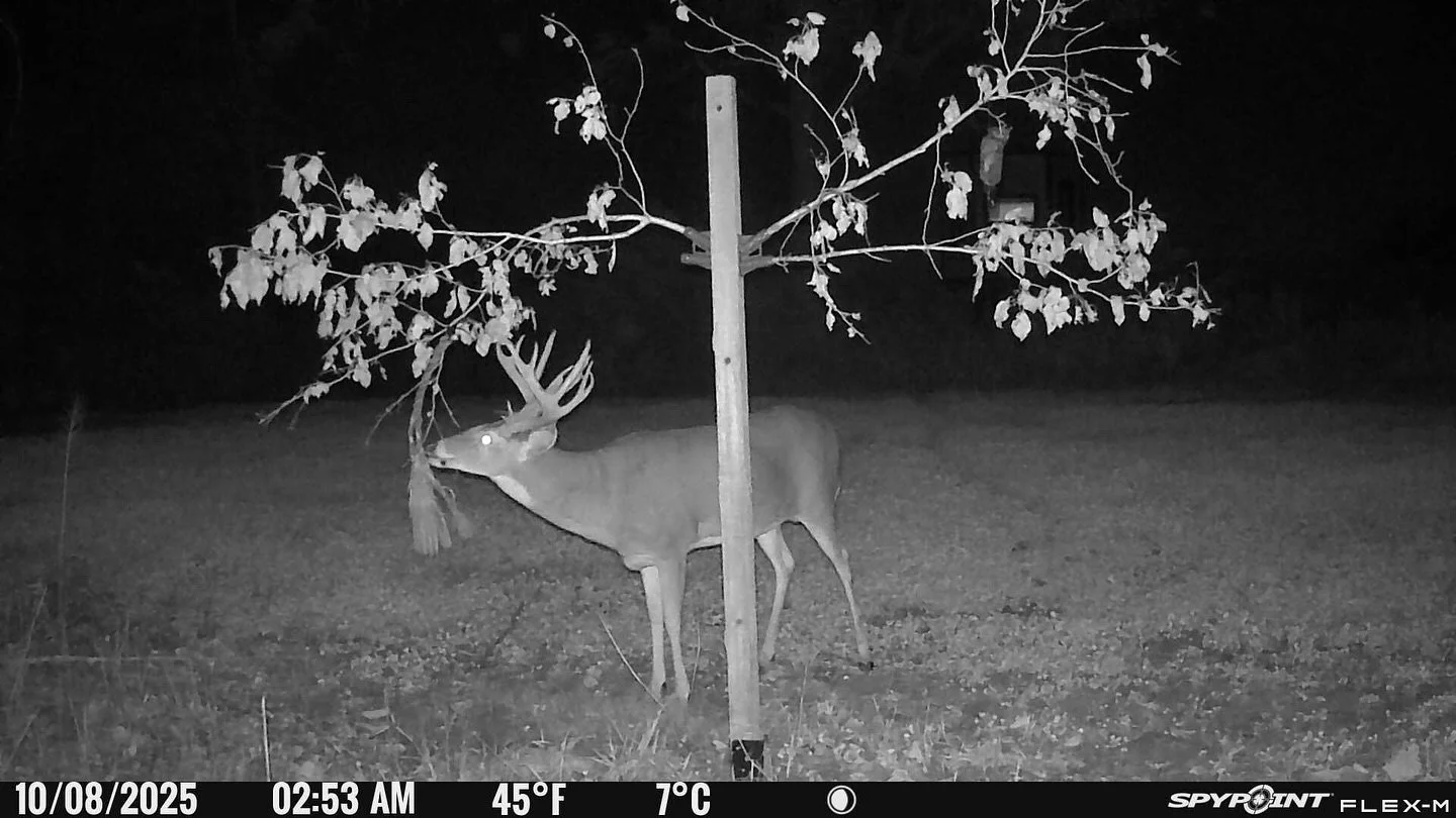 Oh how I love this time of year &mdash; new bucks showing up and action heating up 🙌

@wildliferesearchcenter Golden Rope is working its magic &mdash; all on our @spypointcamera! 
#WinchesterDeadlyPassion @fleetfarmofficial @winchesterhunting