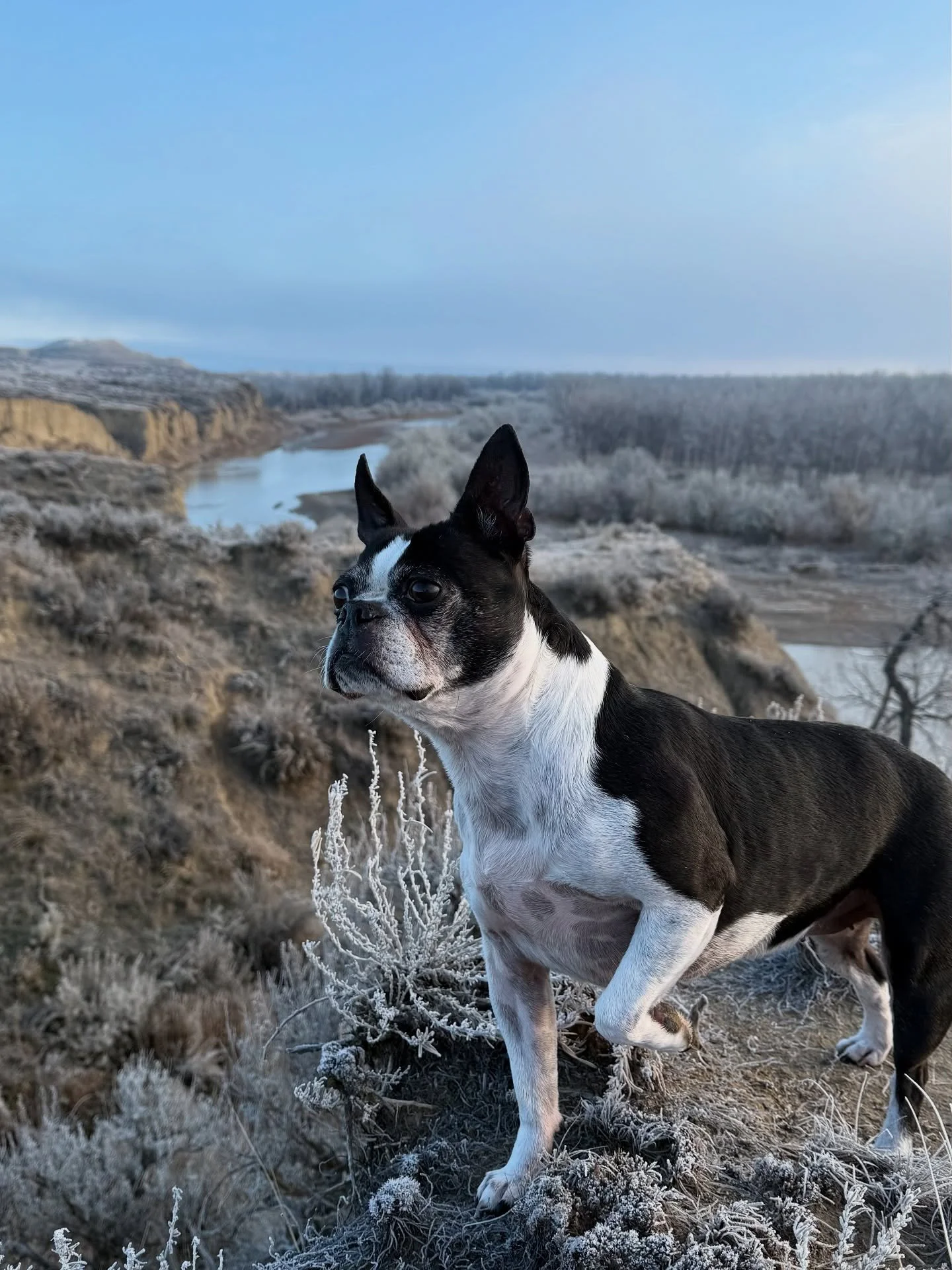 Pork Chop living her best life as my sidekick and hunting partner in Montana at Powder River Outfitters. @powder_river_outfitters #WinchesterDeadlyPassion