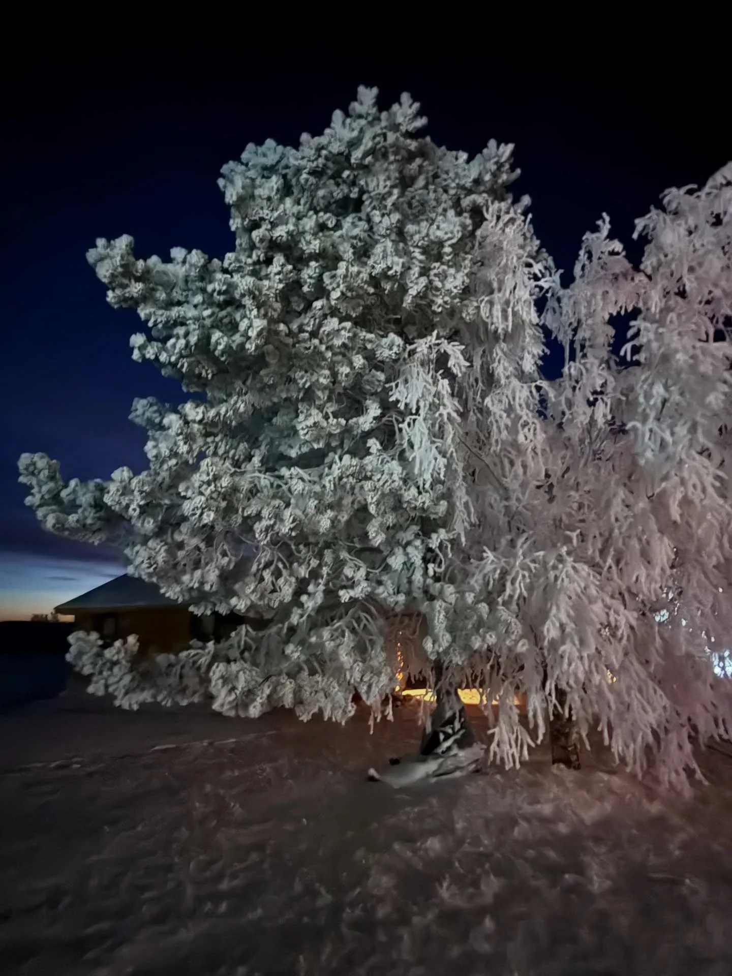 Beautiful, crisp Alberta morning out here&hellip; now all we need is a giant whitetail to step into the picture. 🤞🦌

Here&rsquo;s hoping today&rsquo;s the day! @winchesterhunting @huntstand @maxview.optics @winchesterammunition @winchesterrepeating