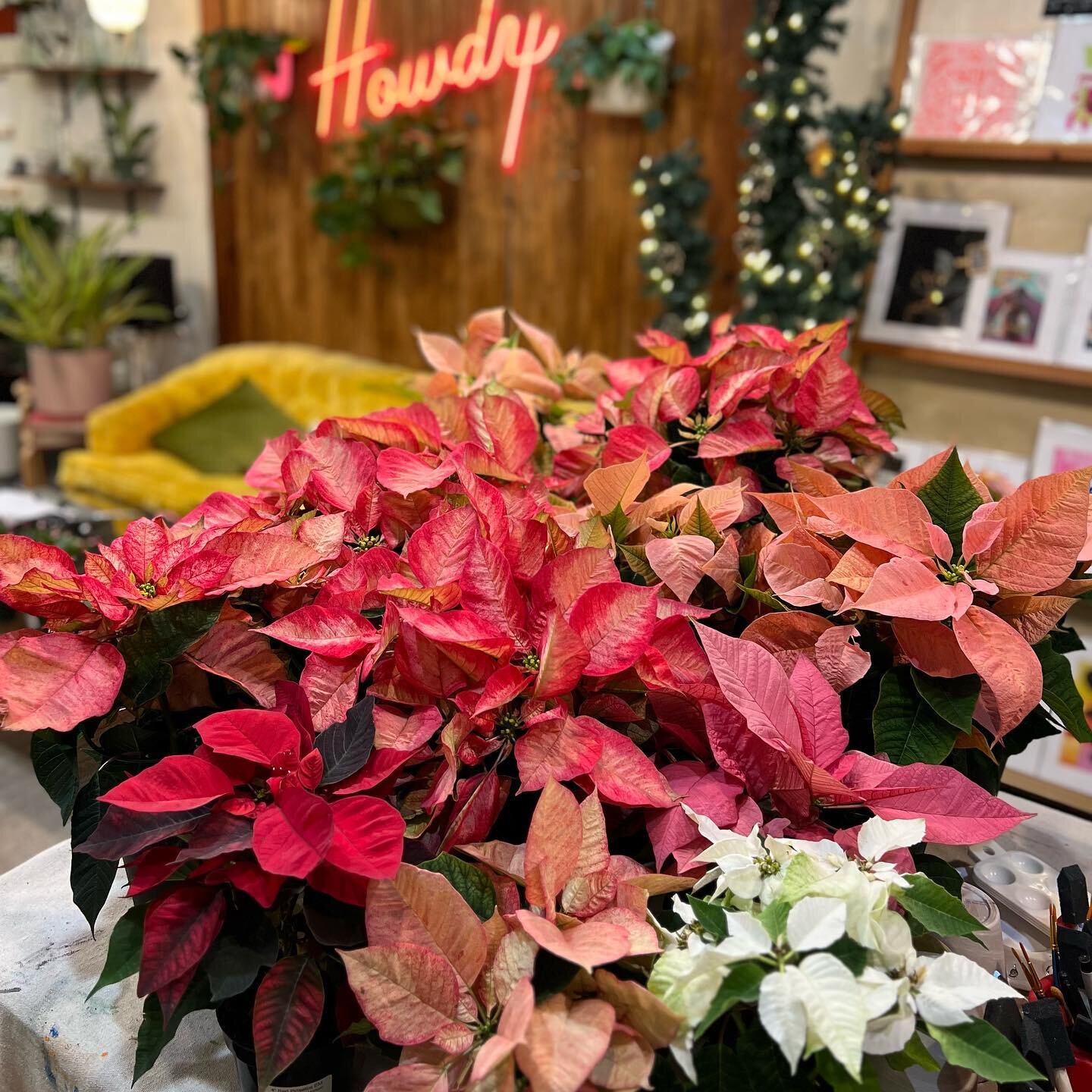We have 4&rdquo; and 6&rdquo; marbled Poinsettia in stock 🎄 it&rsquo;s feeling real festive around here!