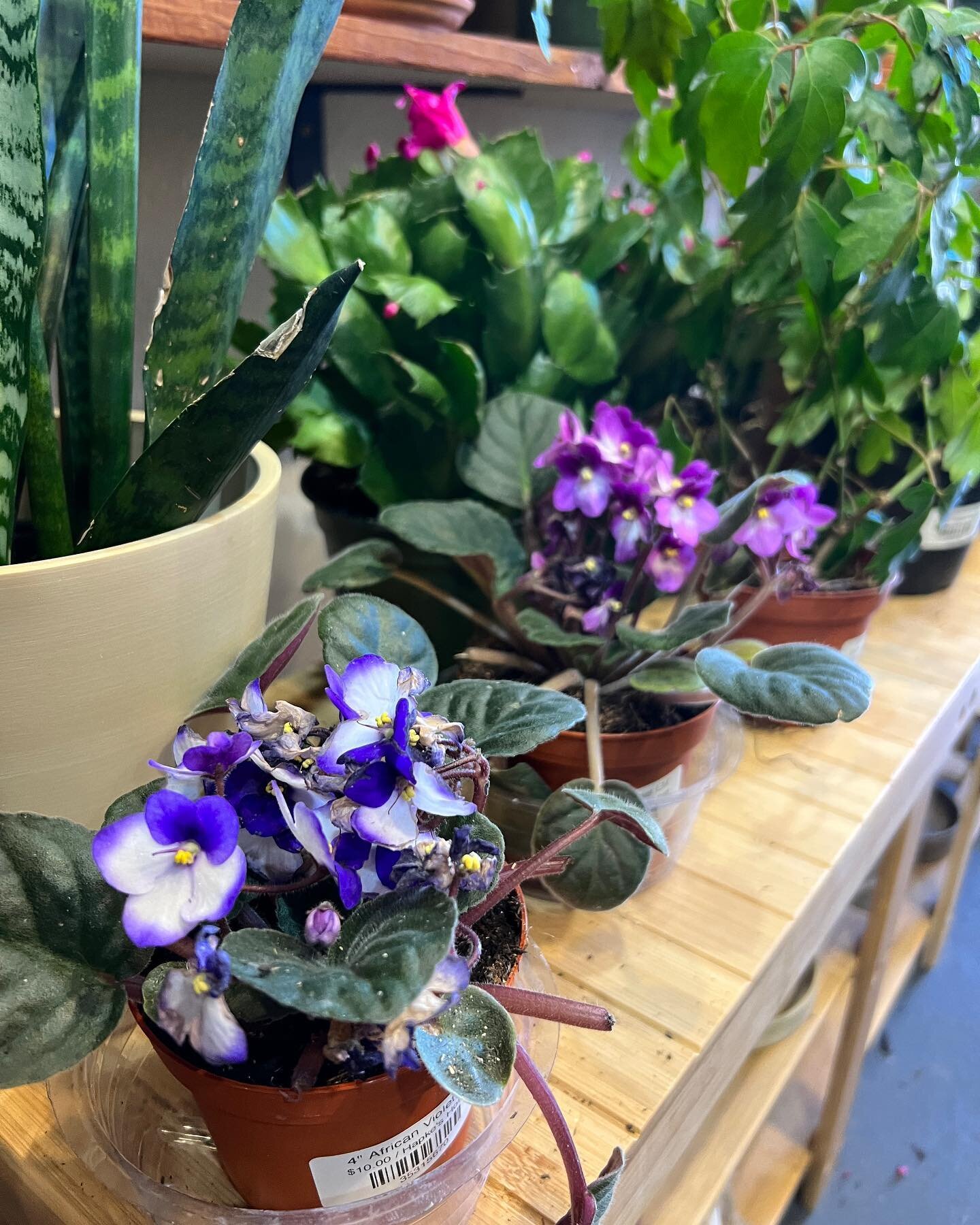 Our plant shipments arrived yesterday 😍 so many new beauties in the shop just in time for the weekend. African Violets, Red Necklaces, Christmas Cacti and Orchids oh my!

New locally handmade concrete pots by @houseamericana are in, in all shapes an