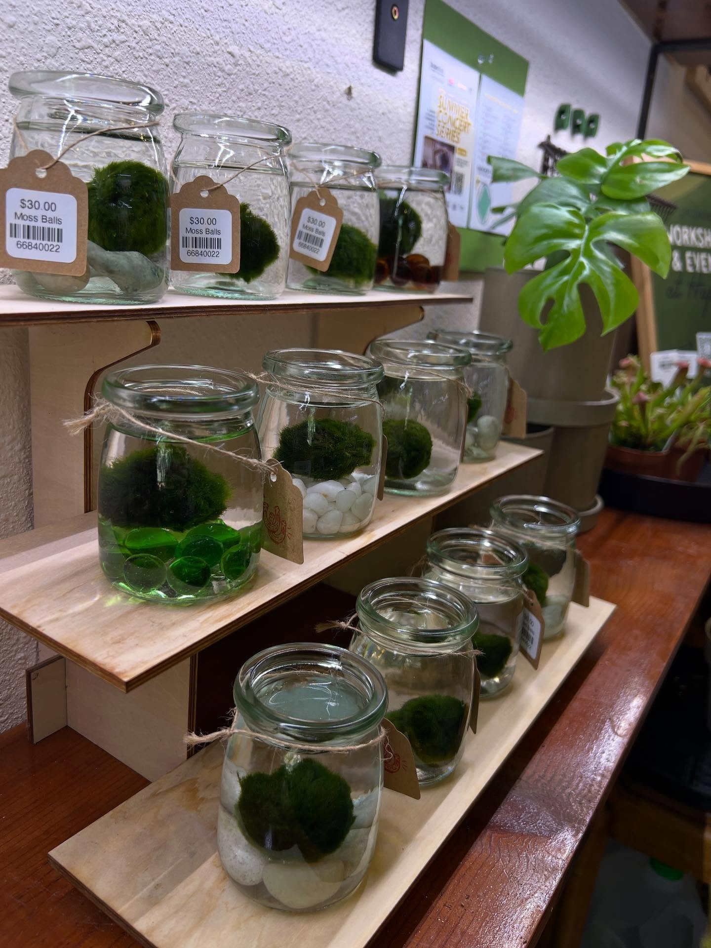 Large Moss Balls are back in stock!! 
#mossballs #marimomossball #occ #houseplants #plantshop