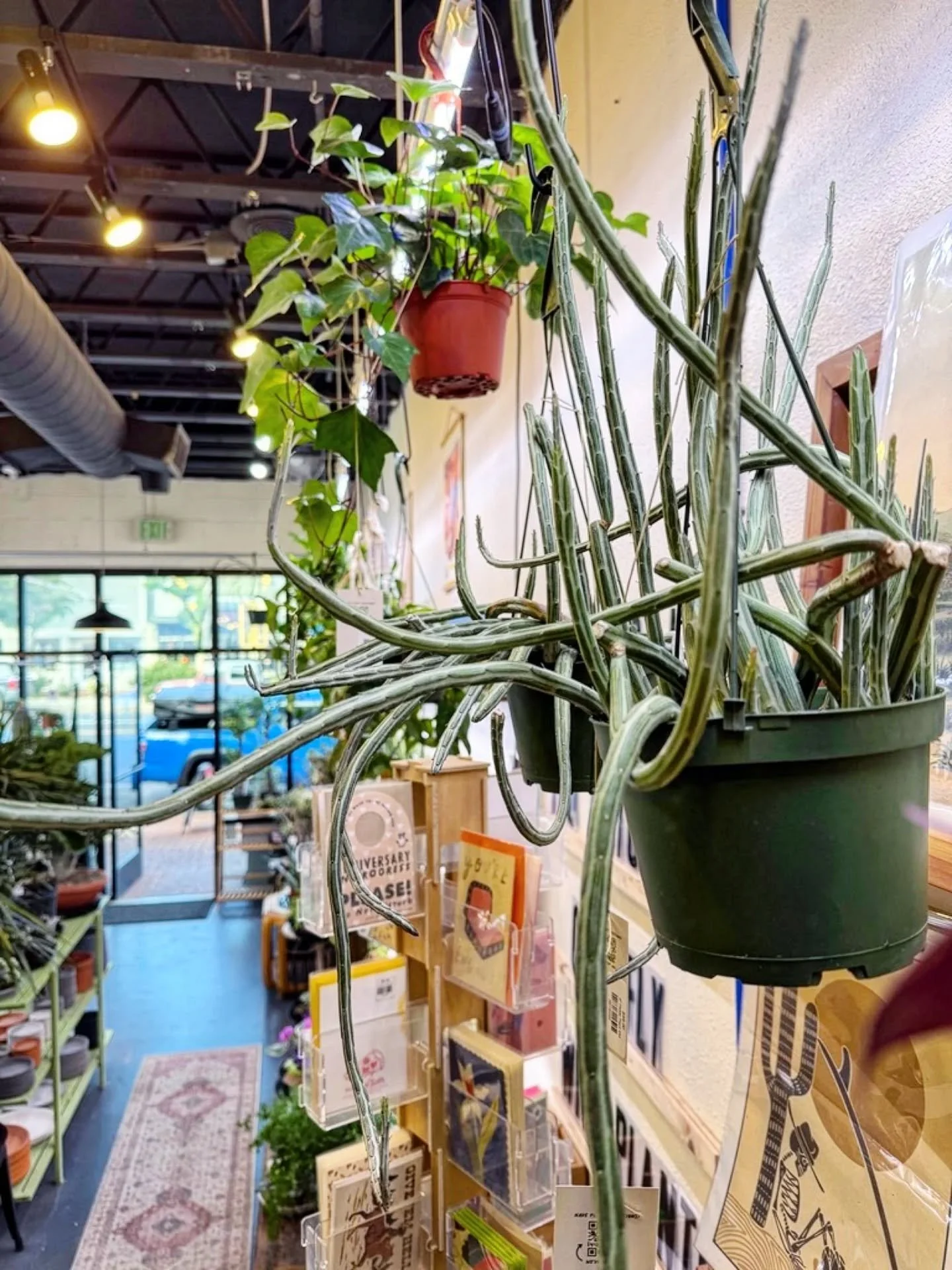 🌿 On today&rsquo;s episode of &ldquo;What the heck is THAT plant?!&rdquo; we present&hellip; the Pickle Plant 🥒✨

No, it&rsquo;s not a tiny cactus or a string bean gone rogue; it&rsquo;s Kleinia stapeliiformis, a funky little succulent with tall, 