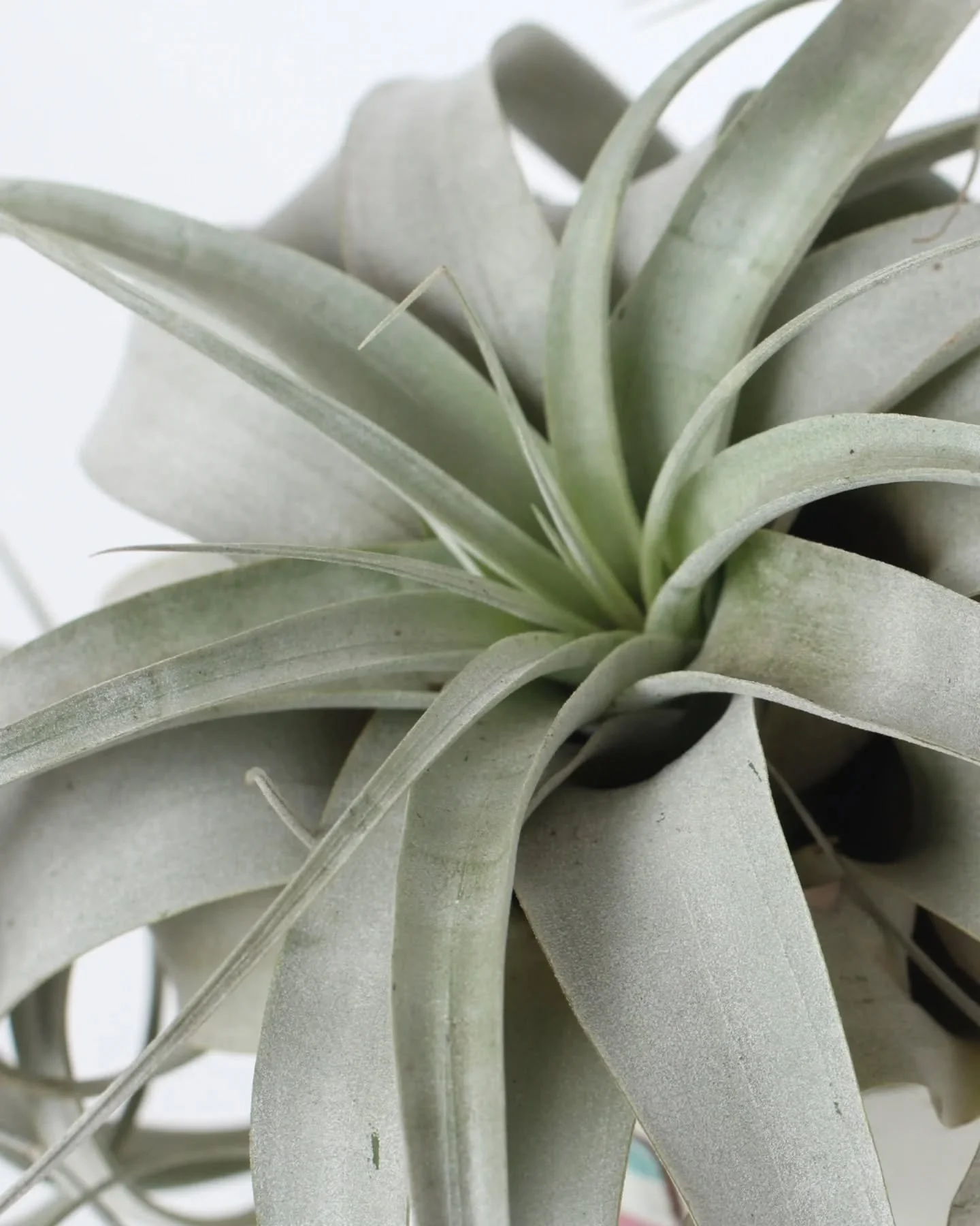 🌿 On this week&rsquo;s episode of 
WHAT THE HECK IS THAT PLANT?! 🌿

Meet the Tillandsia streptophylla aka the Shirley Temple Air Plant, thanks to those iconic curly, bouncy ringlet leaves! 󰡈✨

Some even call her the Queen of Air Plants, and hone