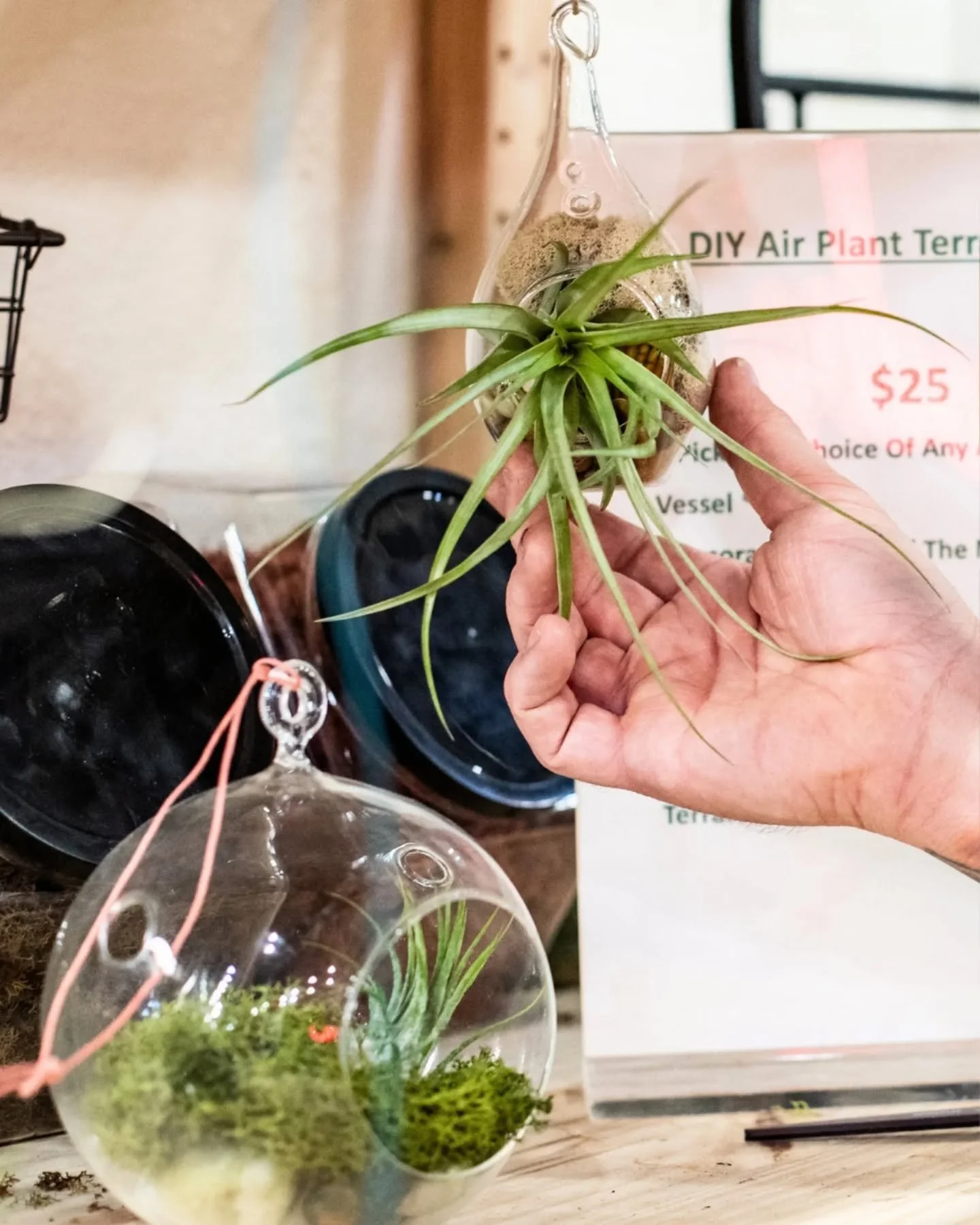 🌿✨ Build Your Own Air Plant Terrarium! ✨🌿

Our DIY Air Plant Terrarium Bar is officially open and ready for you to get creative! 🌱

For $25, you get:
✔️ Your choice of any air plant
✔️ Your choice of any vessel
✔️ Unlimited decorating with mo