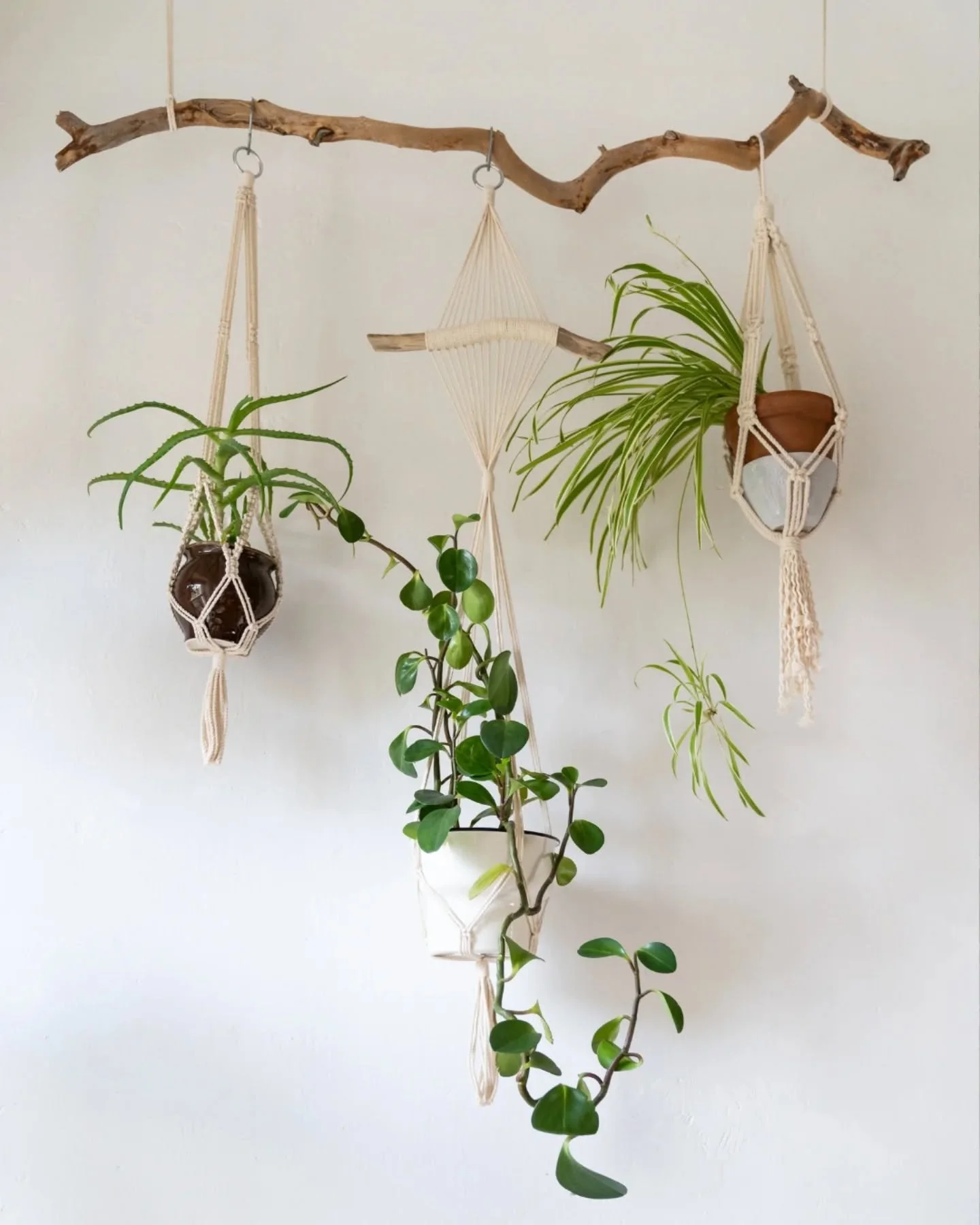 Hello December! ❄️🌿 Our hearts (and our shop) are SO full after all the love this holiday weekend; so we&rsquo;re keeping the good vibes rolling! This week only, we&rsquo;re giving YOU 20% off all
hanging plants! 🪴✨

Plants are coming and going f