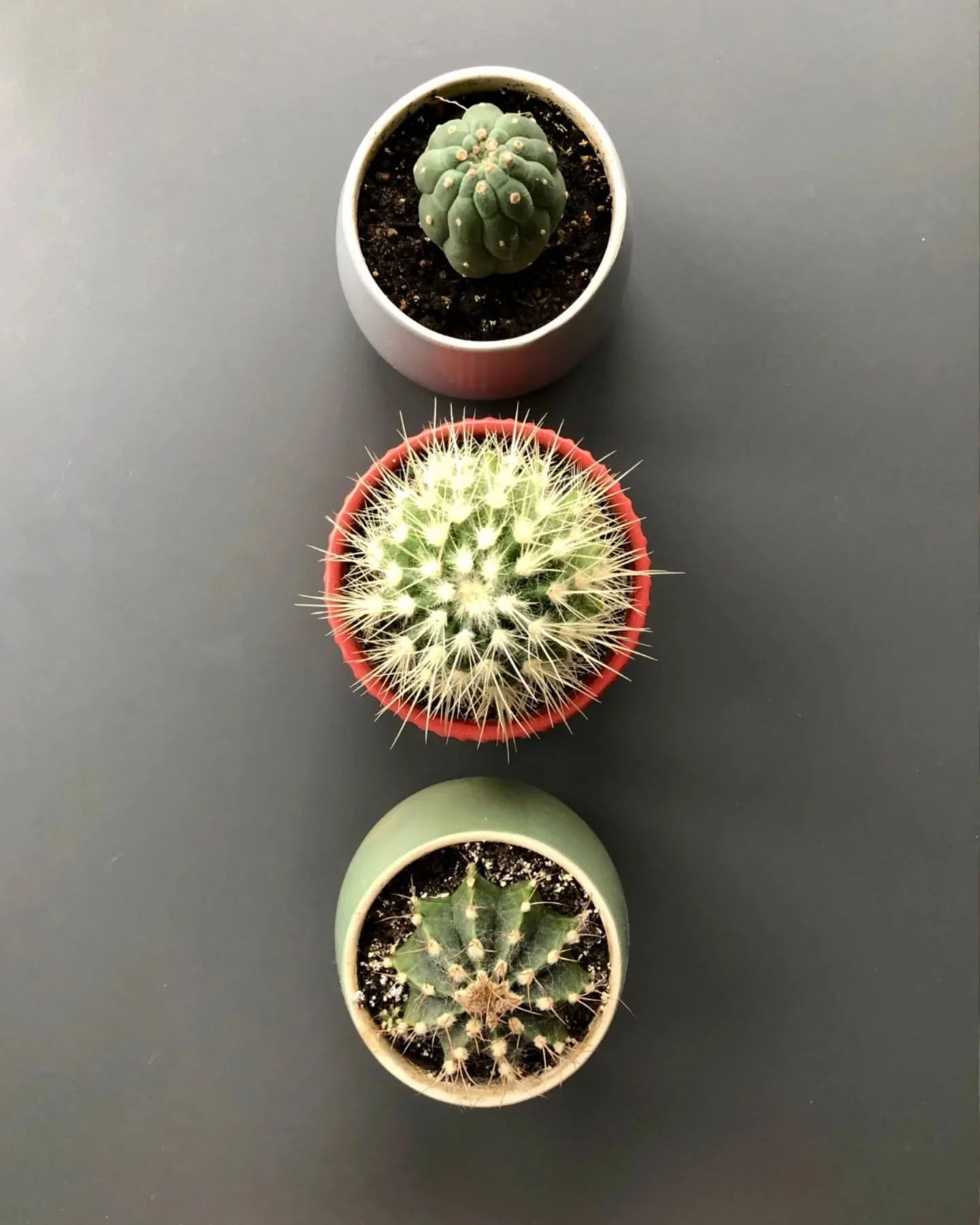 Quietly cool plants, now 20% off.
Succulents &amp; cacti that thrive with minimal care and maximum character.

Buy a plant + a pot and we&rsquo;ll pot it for you; soil is on us.
Stop in and find one that fits your space.

🌵 In-store only
⏳ Sale