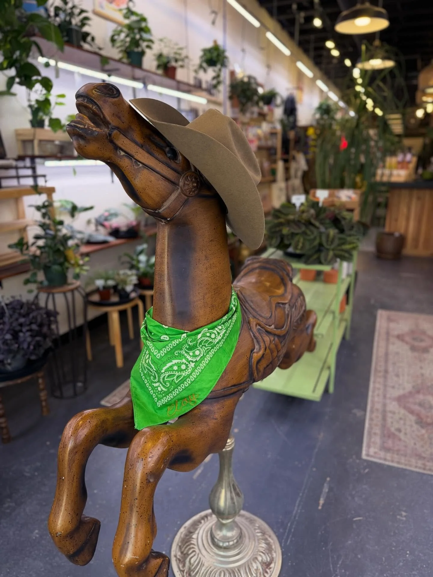 Fancy is ready to bronco her way into 2026 and kick some ass 🐴 🤠 
- New Plant Drop - Deliveries both today &amp; tomorrow! 
#oldcoloradocity #houseplants #plantshop