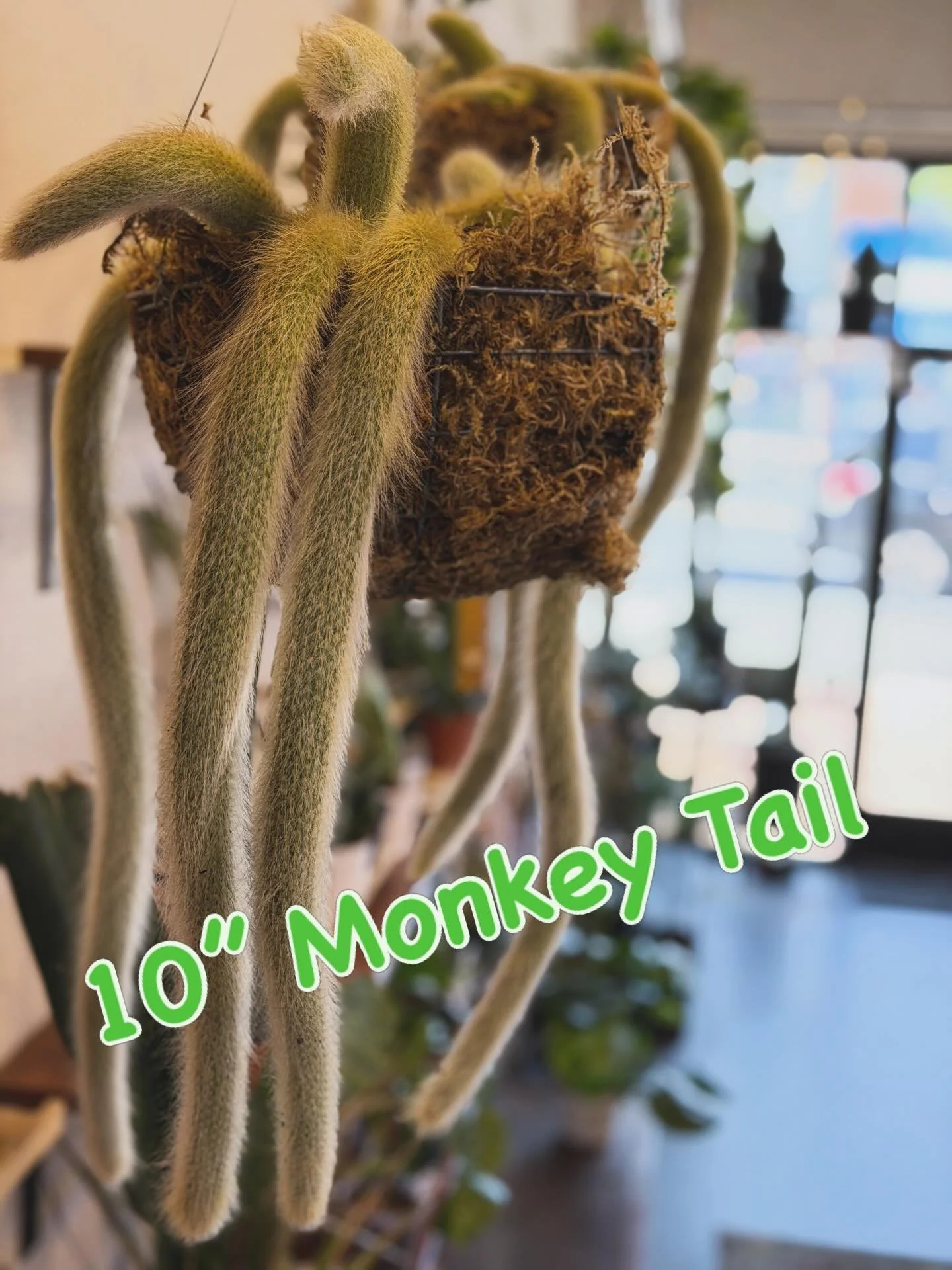 The big 10&rdquo; Monkey Tail is back in stock!! 
Side Note: Big Plant Drop Coming Later This Week! 
#monkeytailcactus #houseplants #localplantshop #hapkeshortum