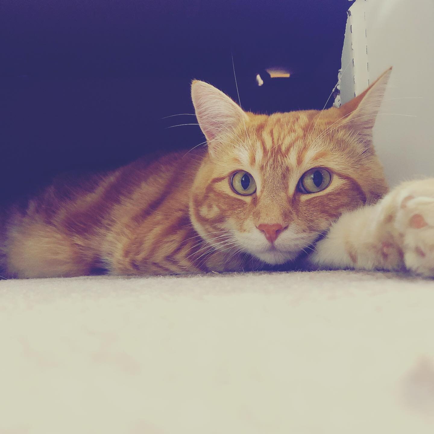 Good night 💤  fun fact about tabbies: did you know that Tabby cats got their name by being compared to silk from the &quot;Attabiy&quot; district in Baghdad, and the 14th century Middle French term for it was &quot;atabis,&quot; which then became &q